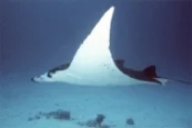 Fins in the sea...