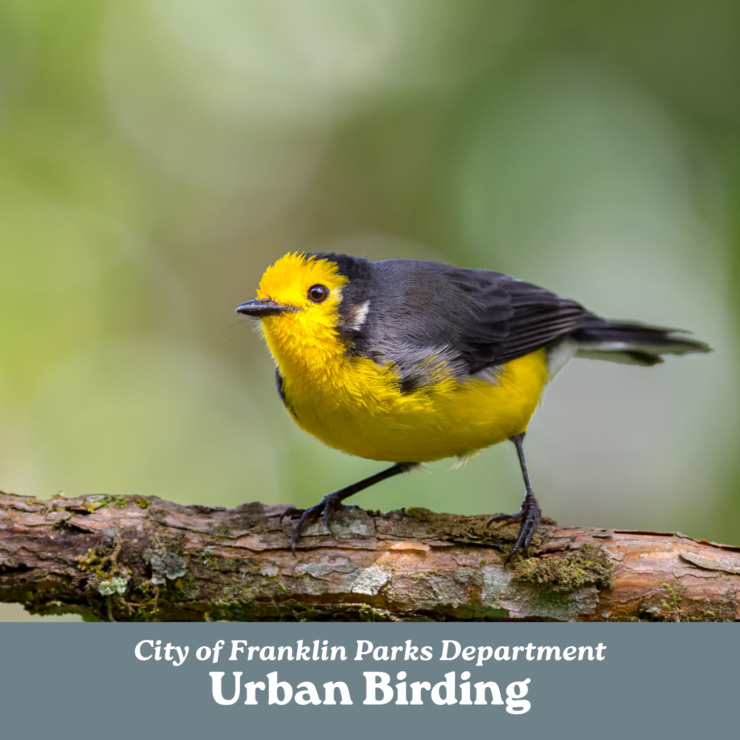Urban Birding 