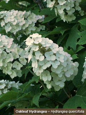 Hydrangea.png