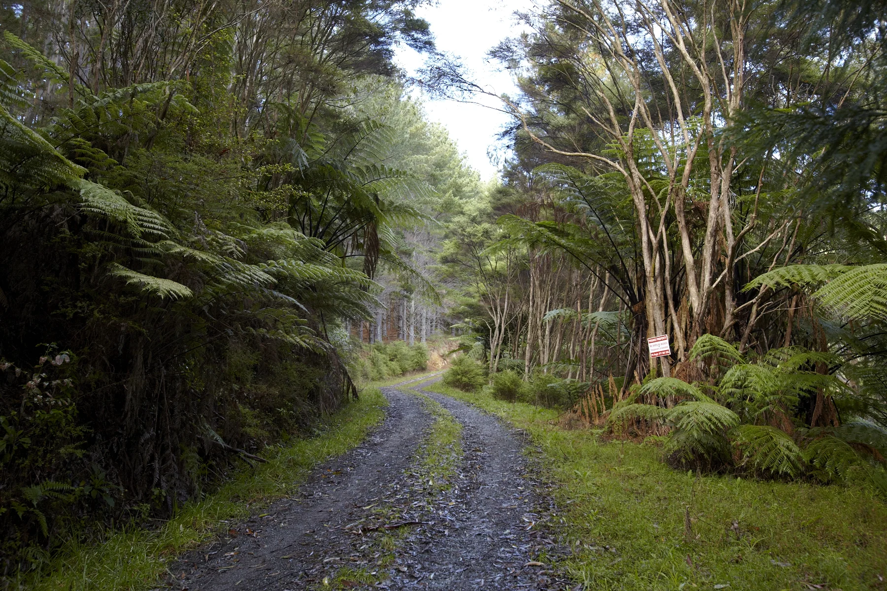 Tahekeroa Forest _MG_2758.jpg