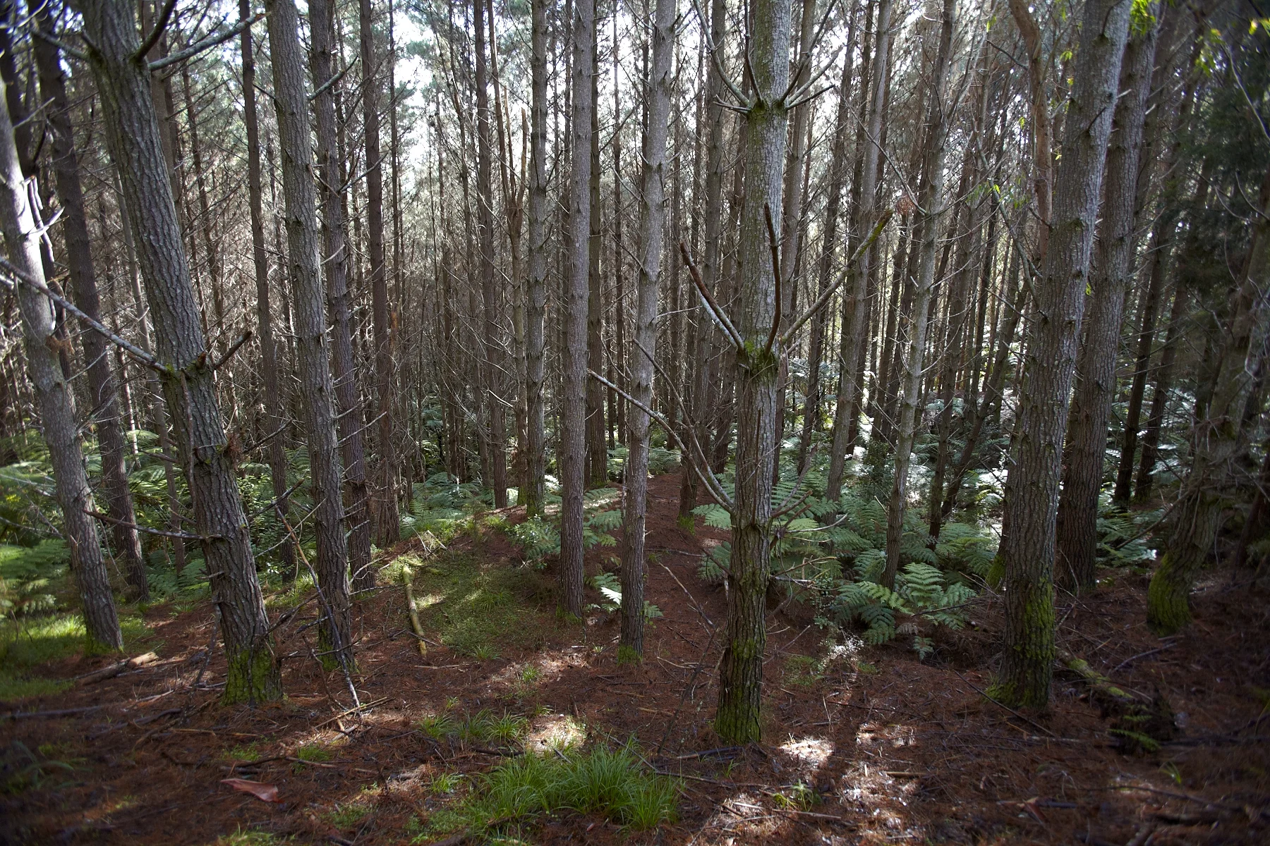 Tahekeroa Forest _MG_2771.jpg