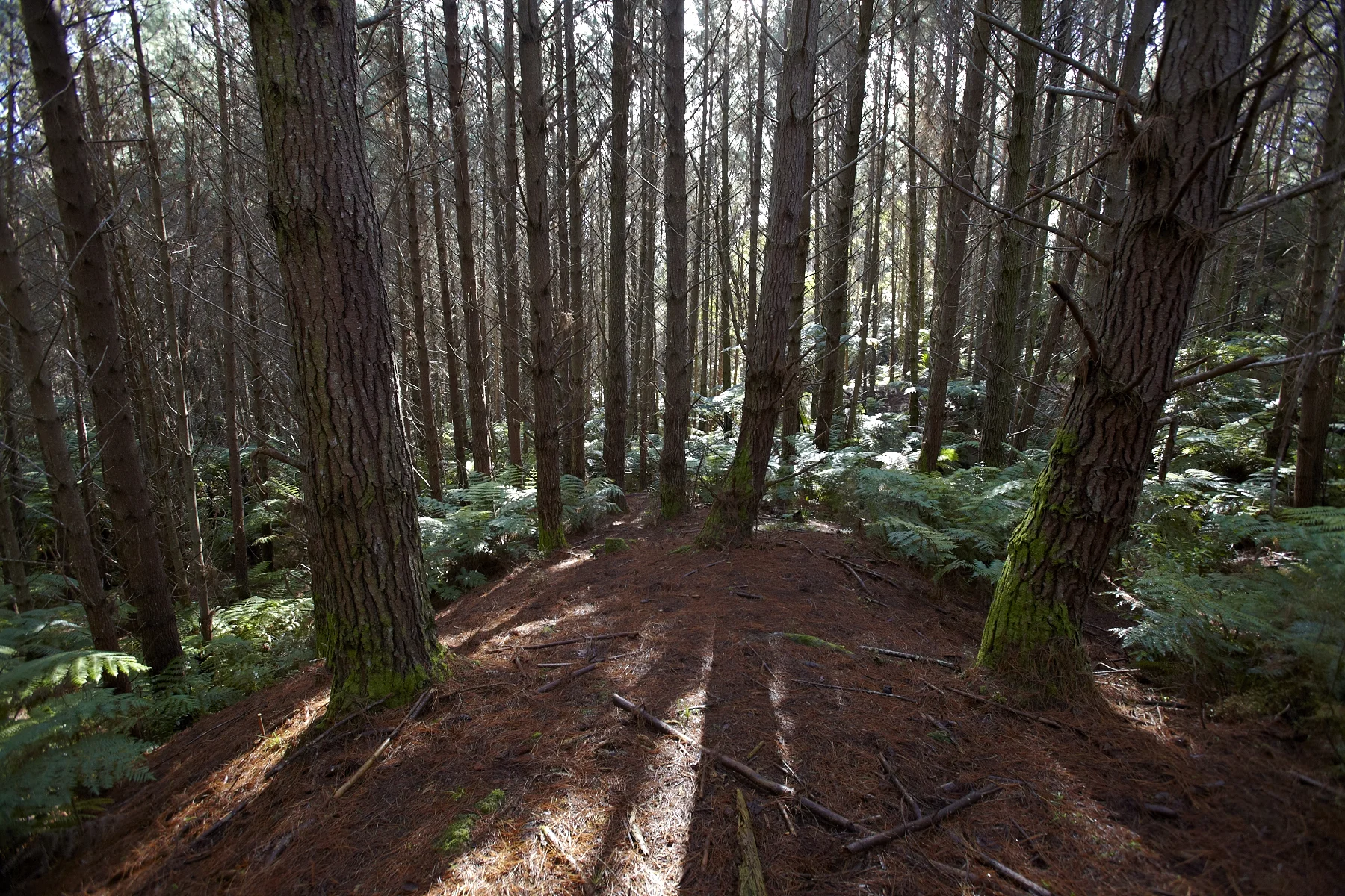 Tahekeroa Forest _MG_2779.jpg