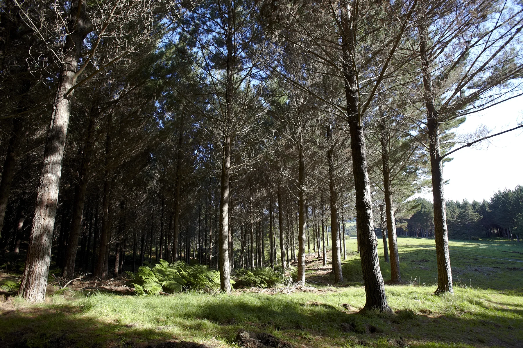 Tahekeroa Forest _MG_2806.jpg