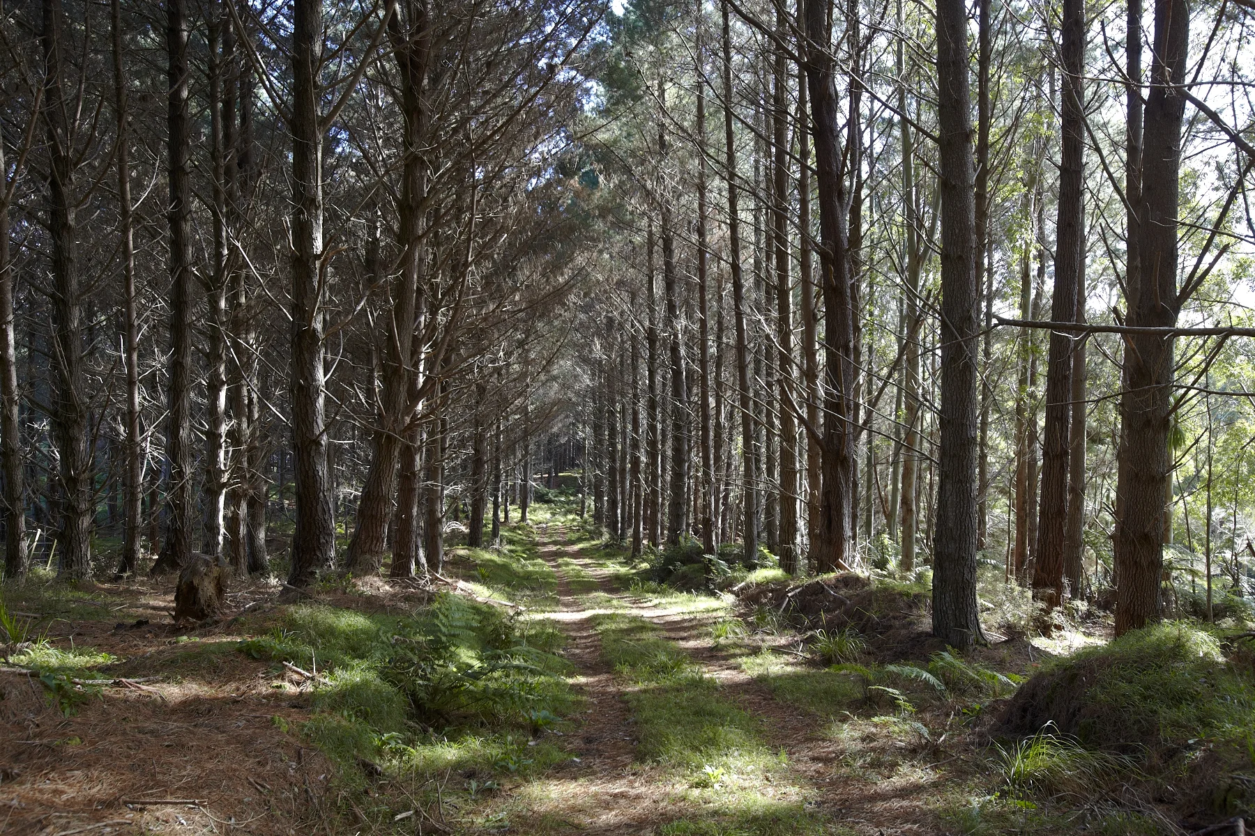 Tahekeroa Forest _MG_2817.jpg