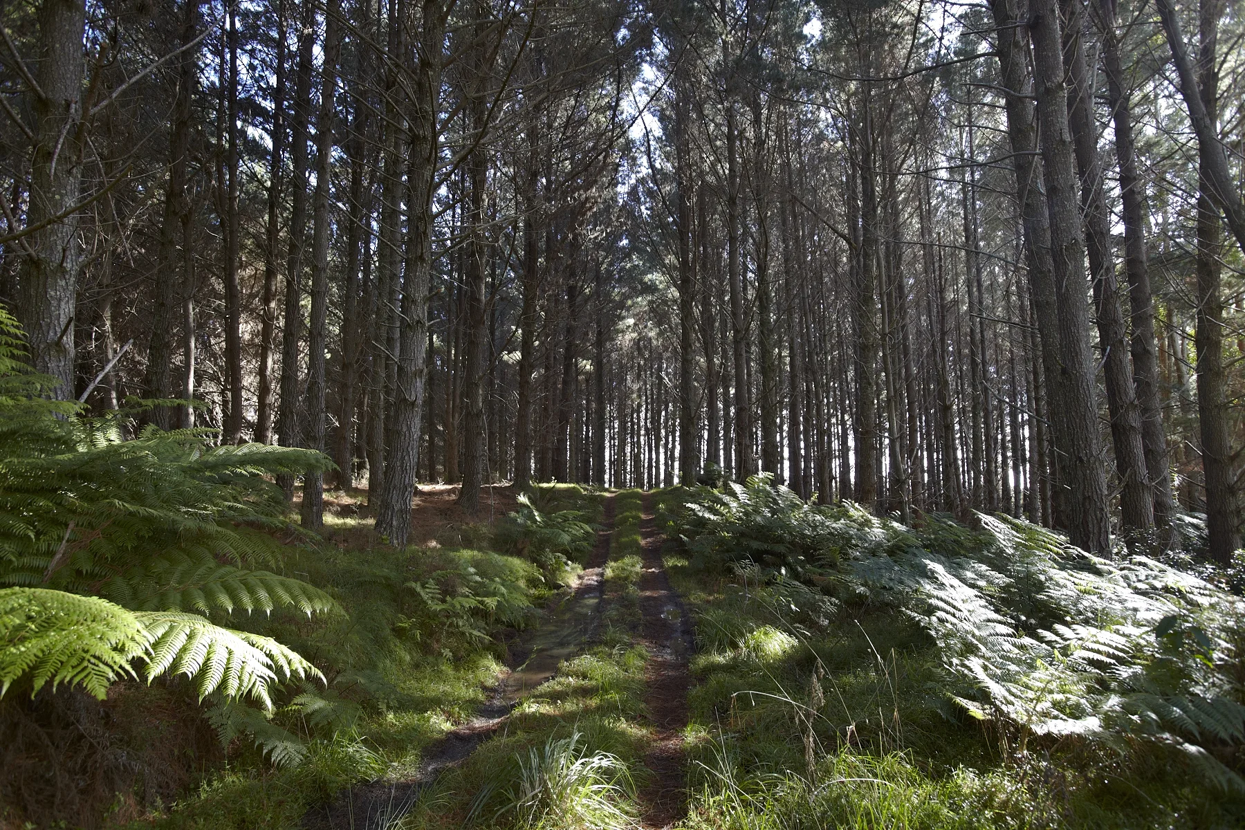 Tahekeroa Forest _MG_2824.jpg