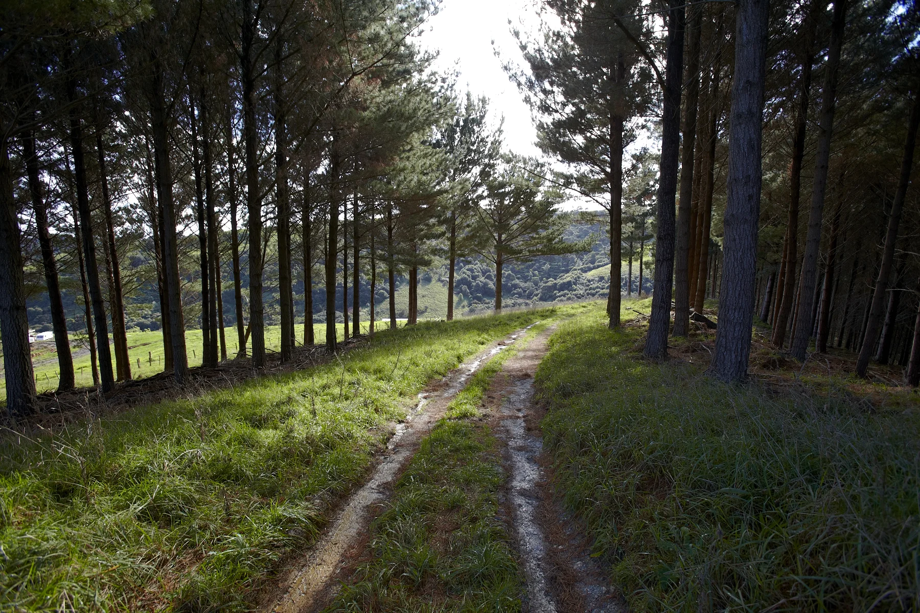 Tahekeroa Forest _MG_2847.jpg