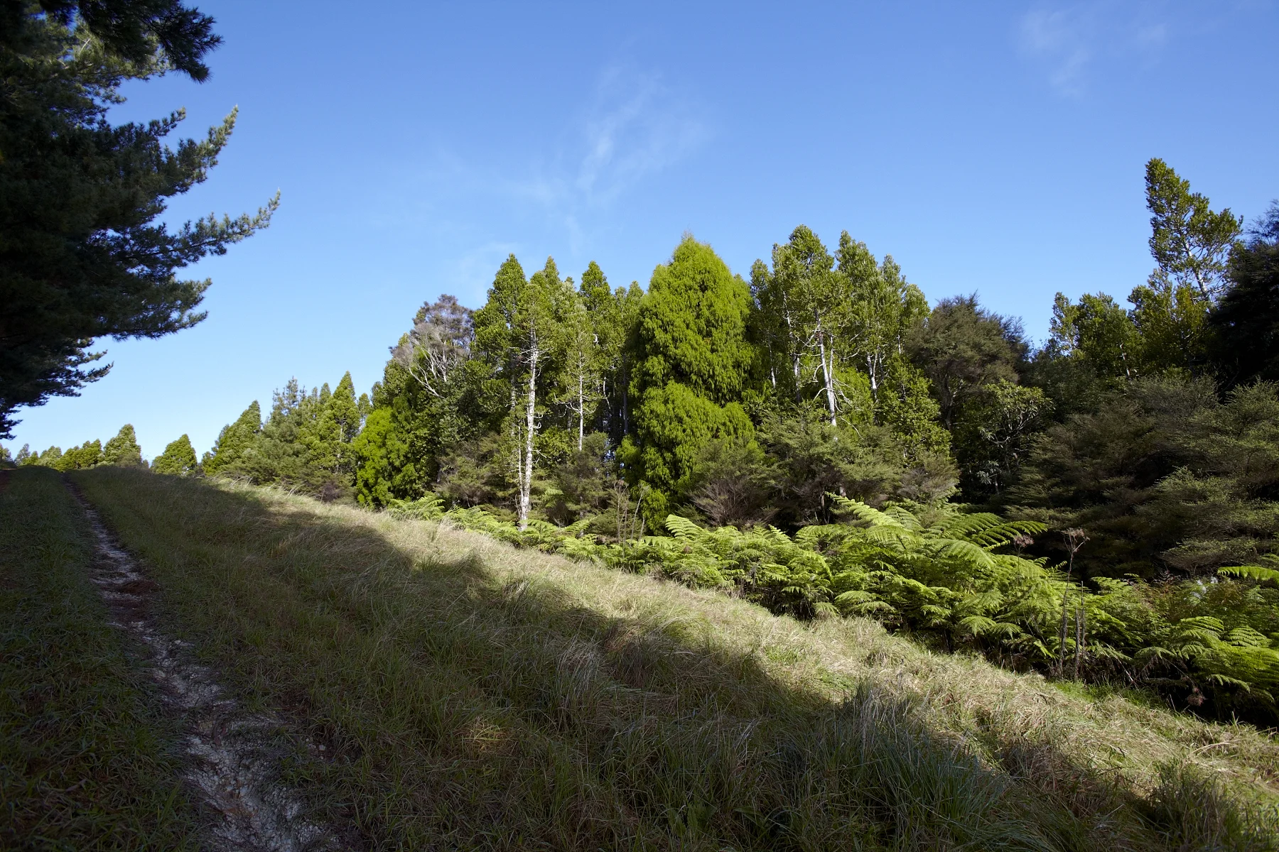 Tahekeroa Forest _MG_2846.jpg