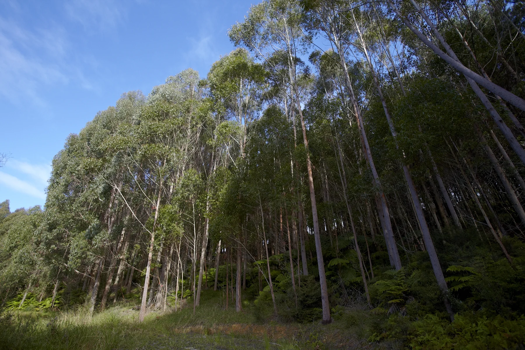 Tahekeroa Forest _MG_2871.jpg