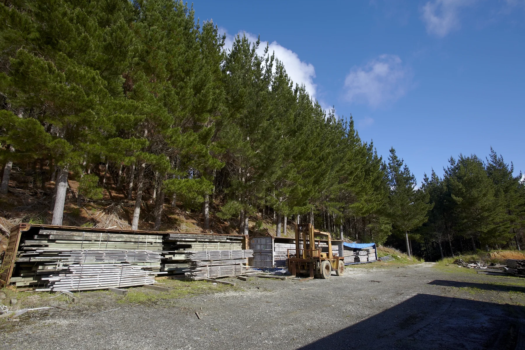 Tahekeroa Forest _MG_2920.jpg