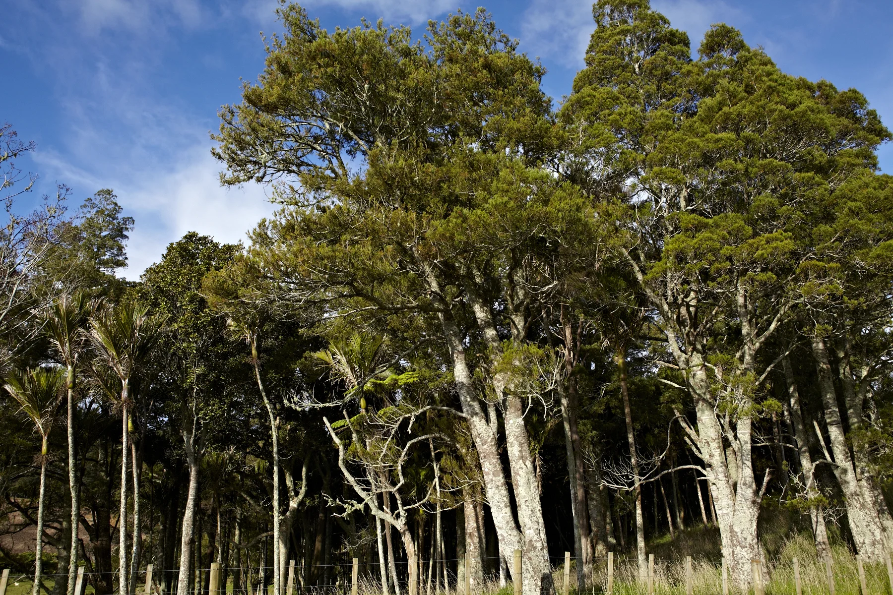 Forest Native_MG_3019.jpg