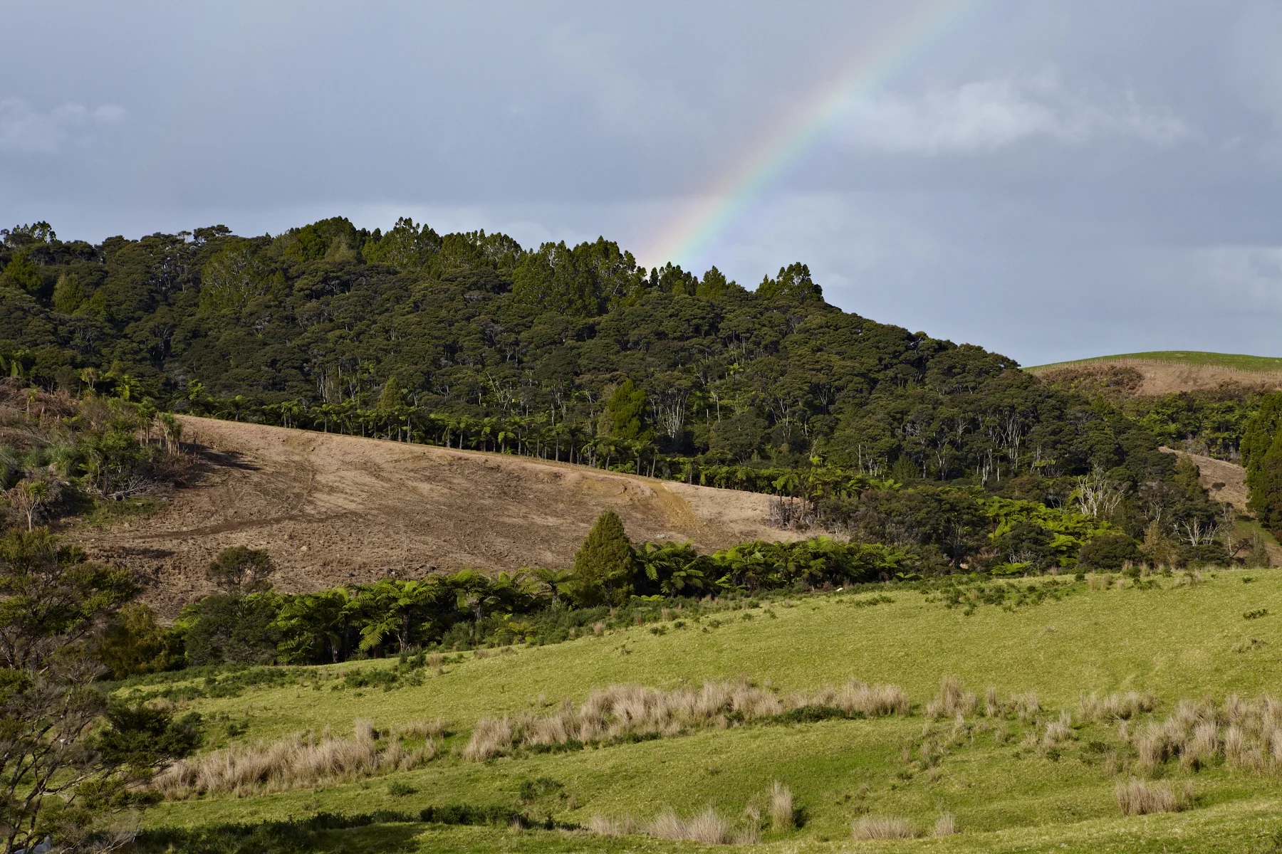 Forest Native_MG_3015.jpg