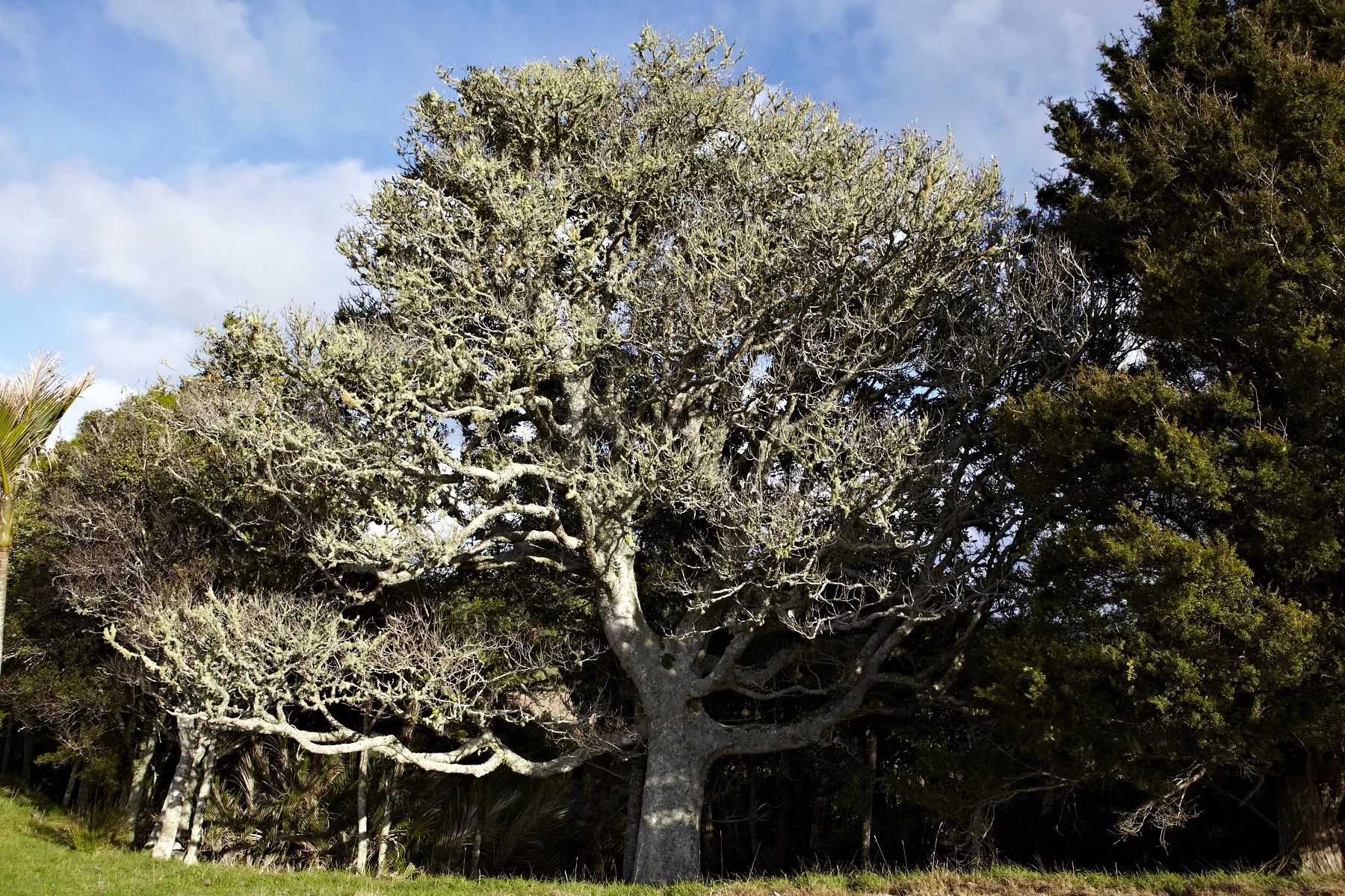 Forest Native_MG_3026.jpg