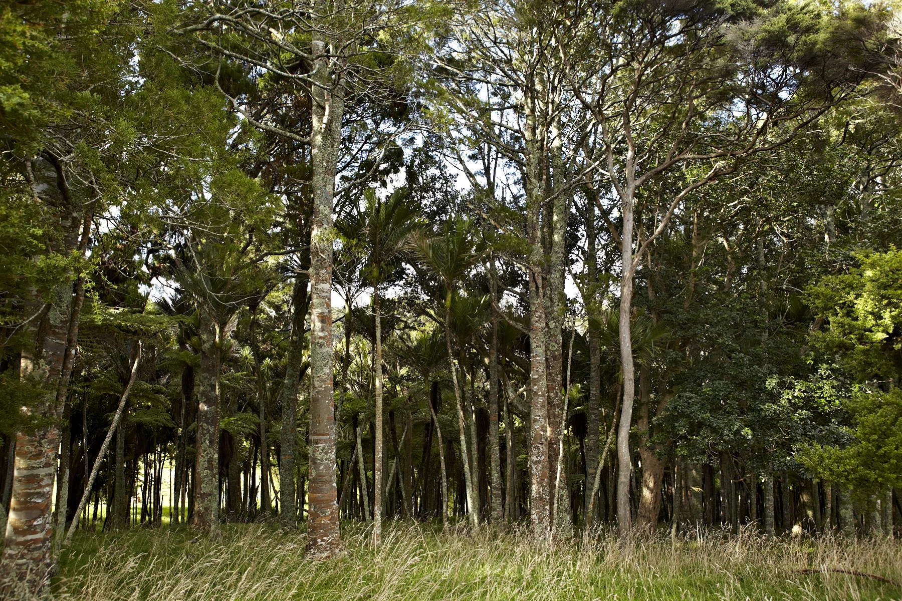 Forest Native_MG_3042.jpg