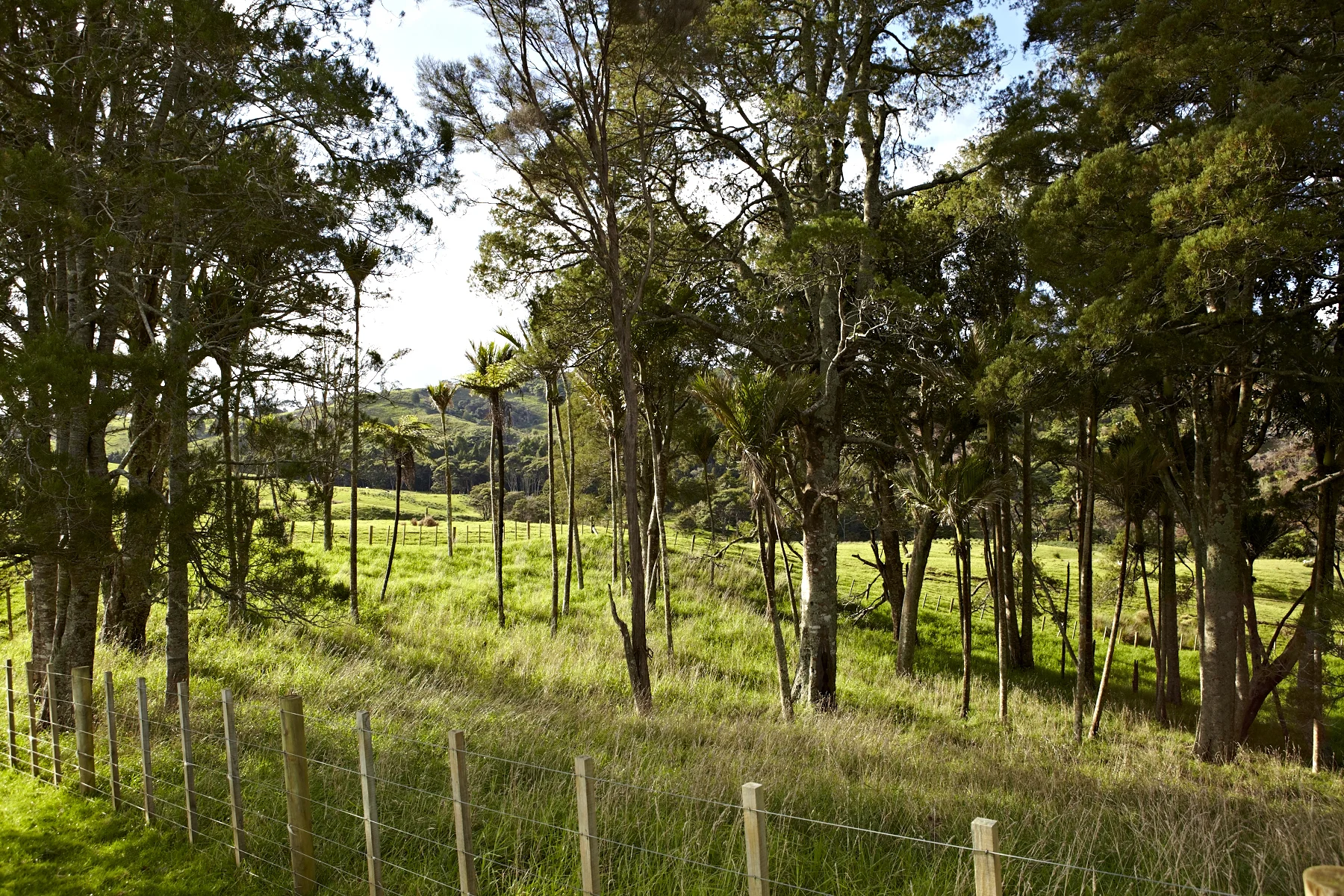 Forest Native_MG_3044.jpg