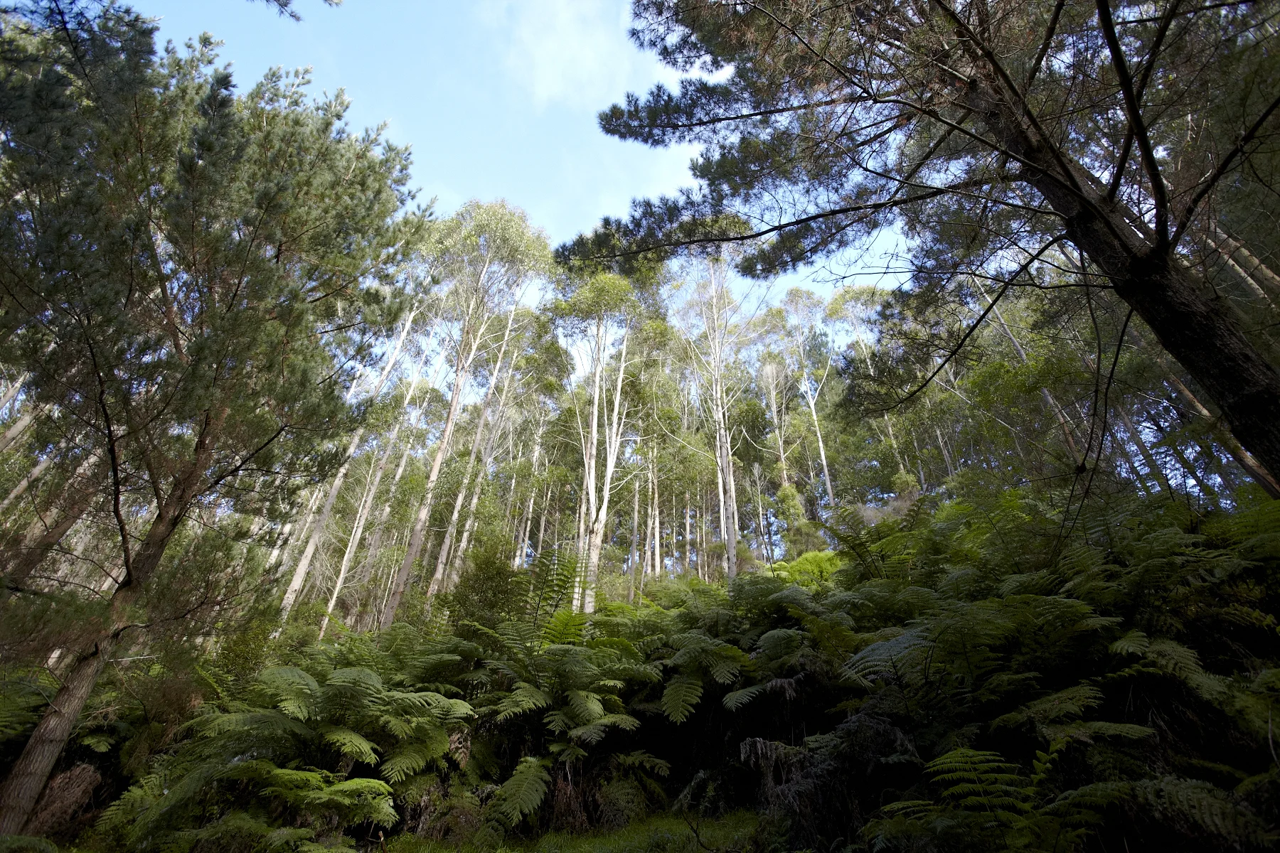 Tahekeroa Forest _MG_2854.jpg