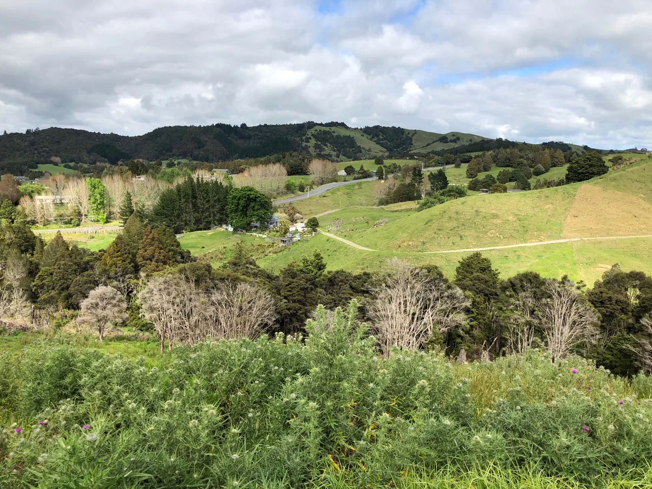 Haruru Rd Forest location