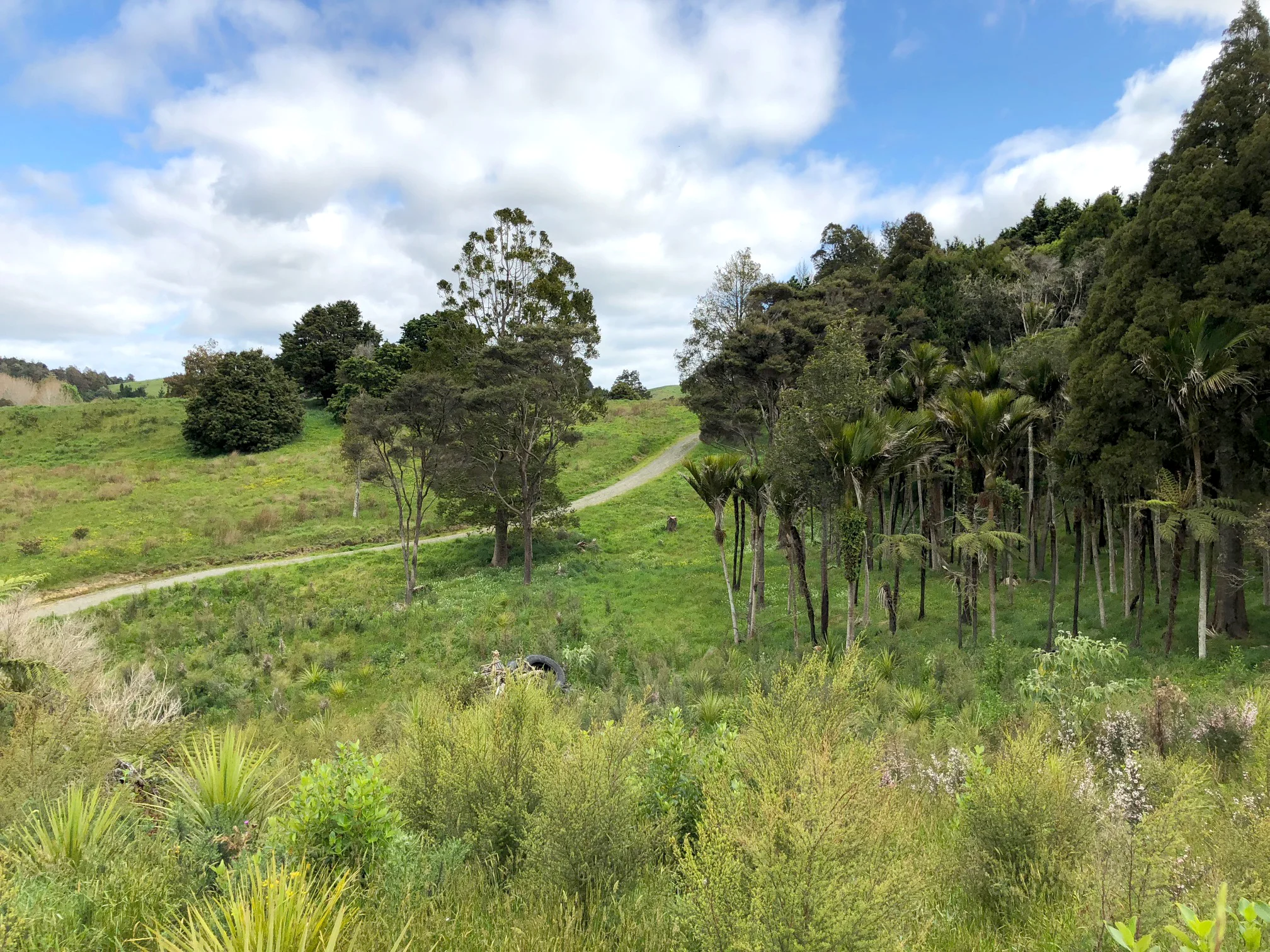 Haruru Rd Forest location