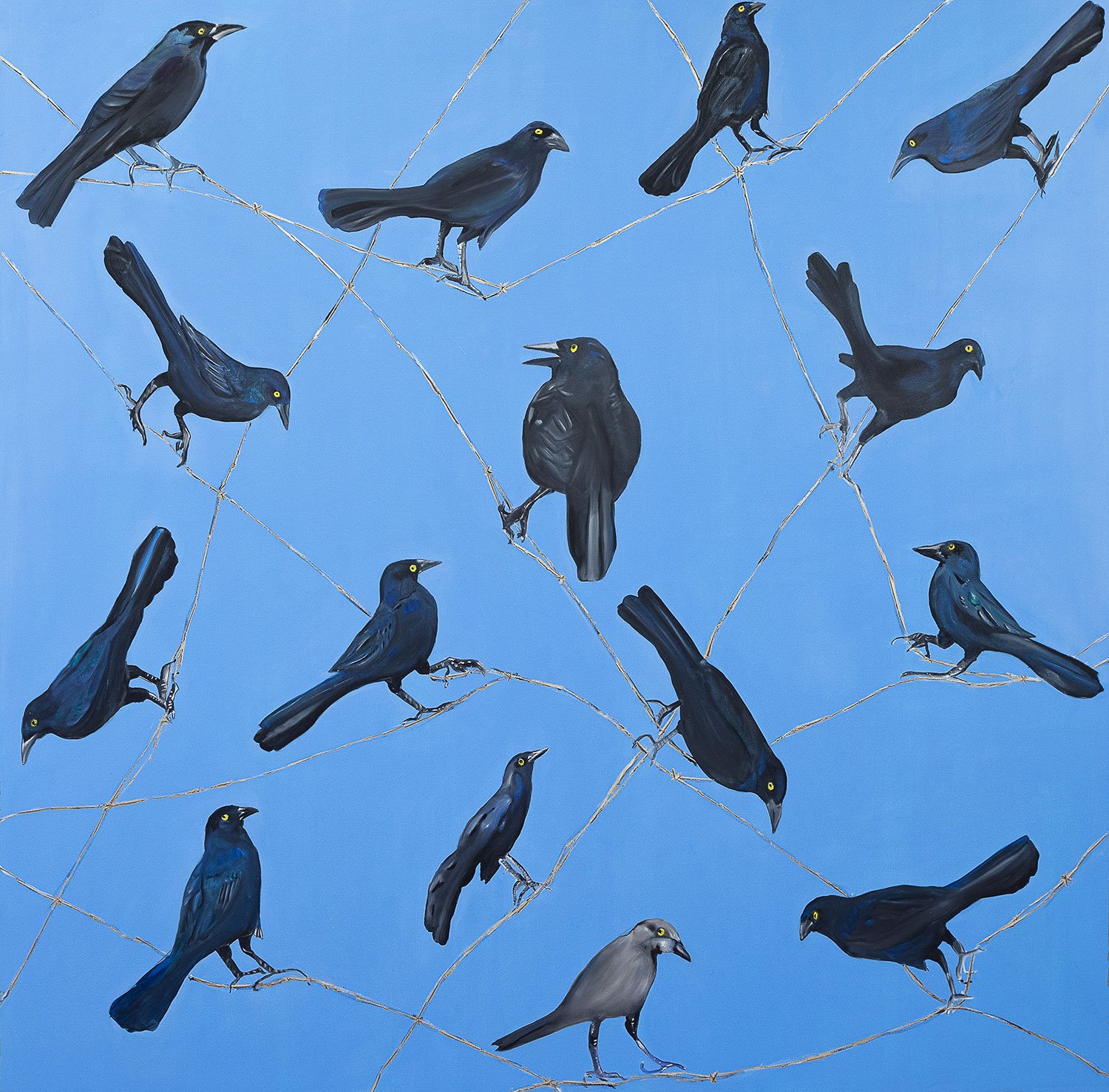 Grackles