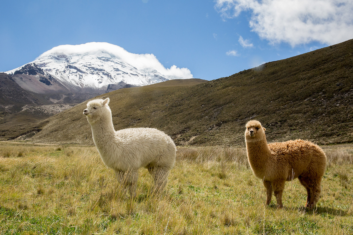 Alpacas in Ecuador