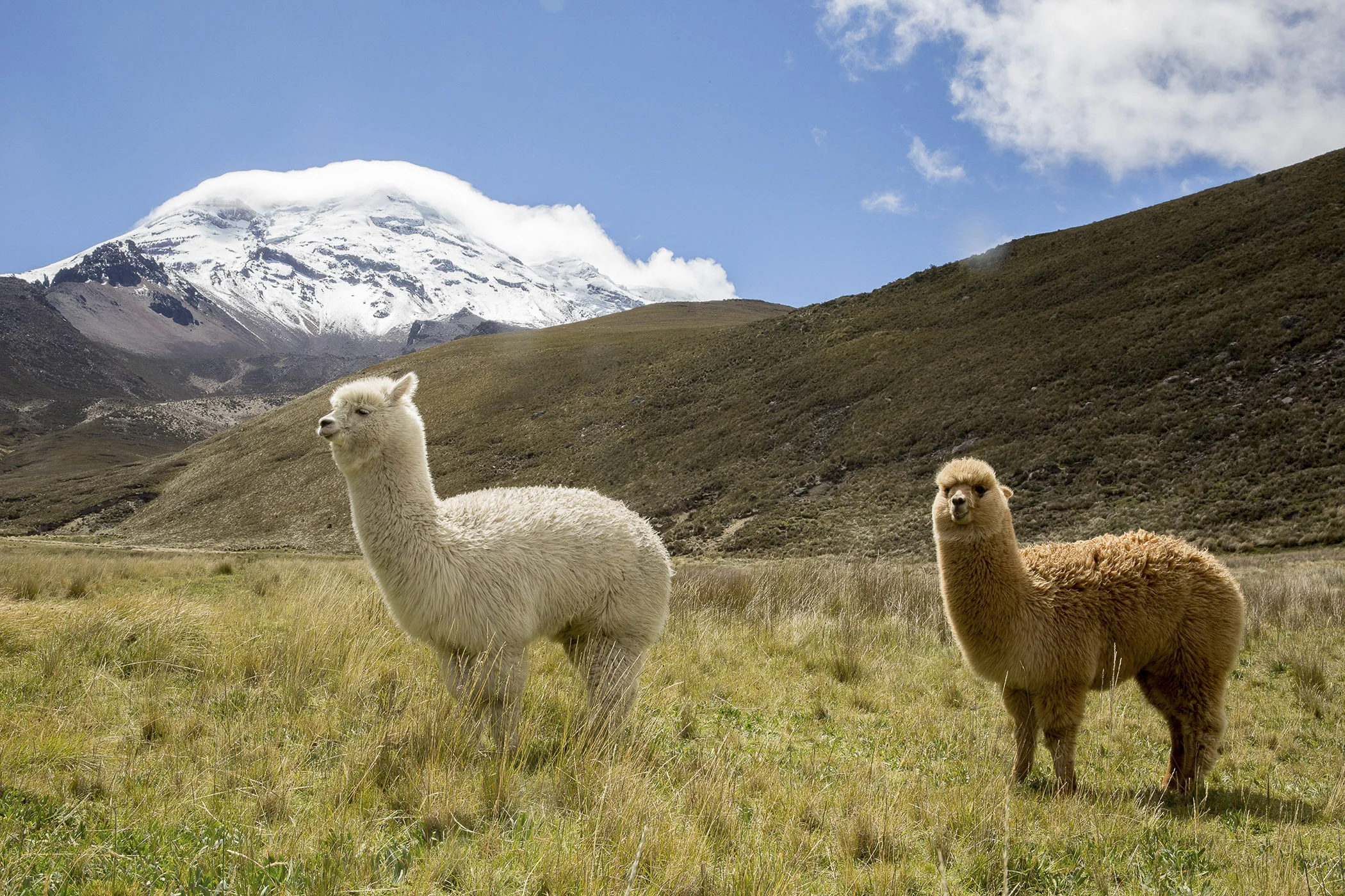 Alpaca