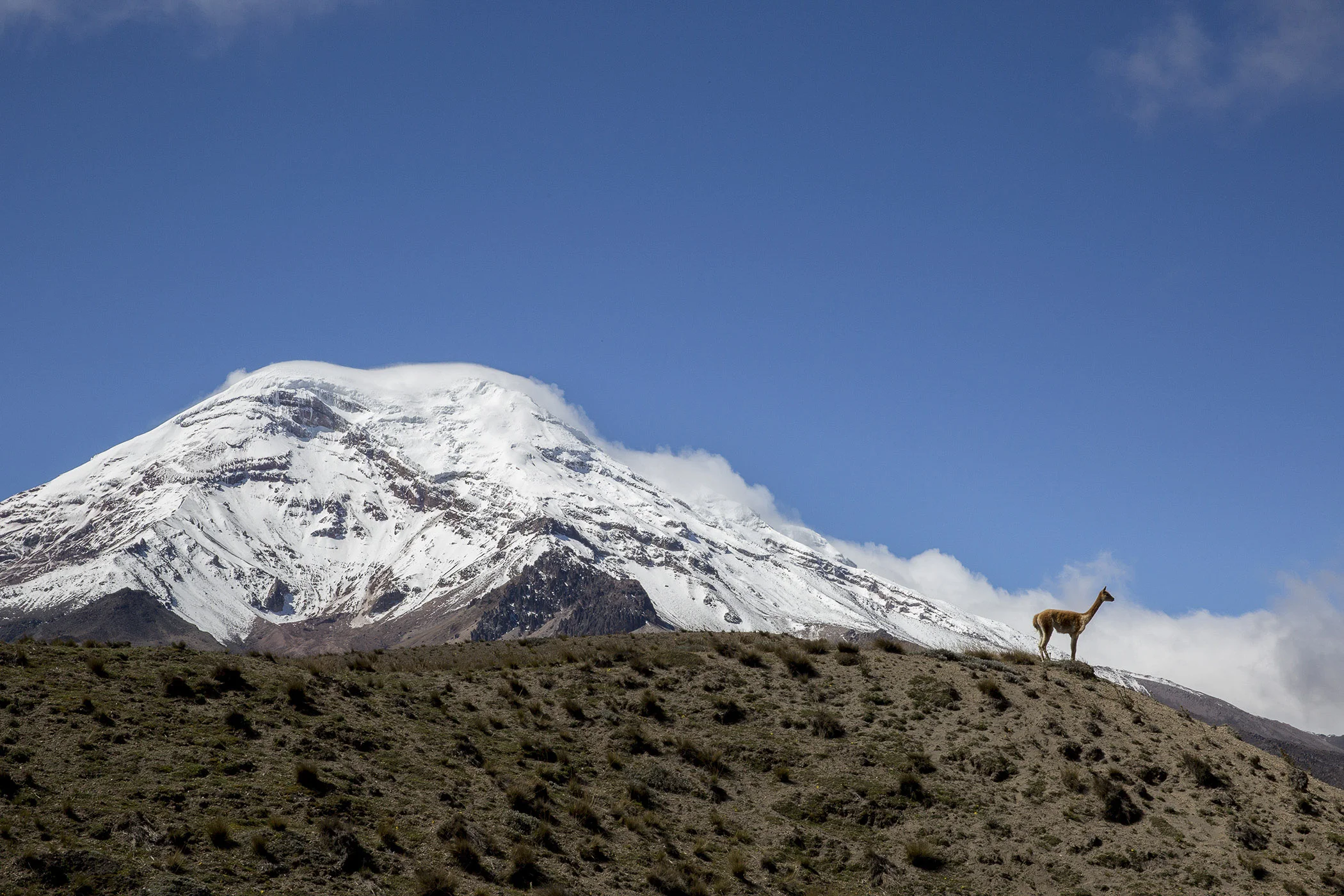 Guanaco