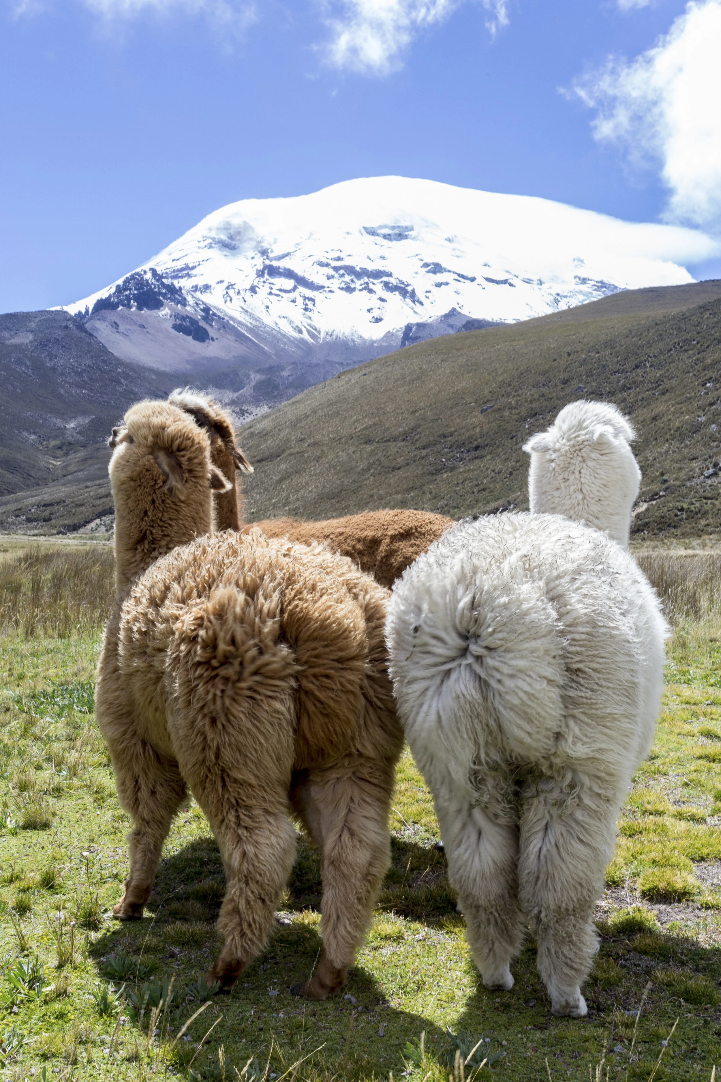 Blog-Alpacas-2.jpg