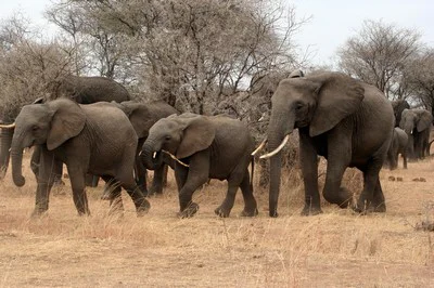 Tanzania-24.jpg