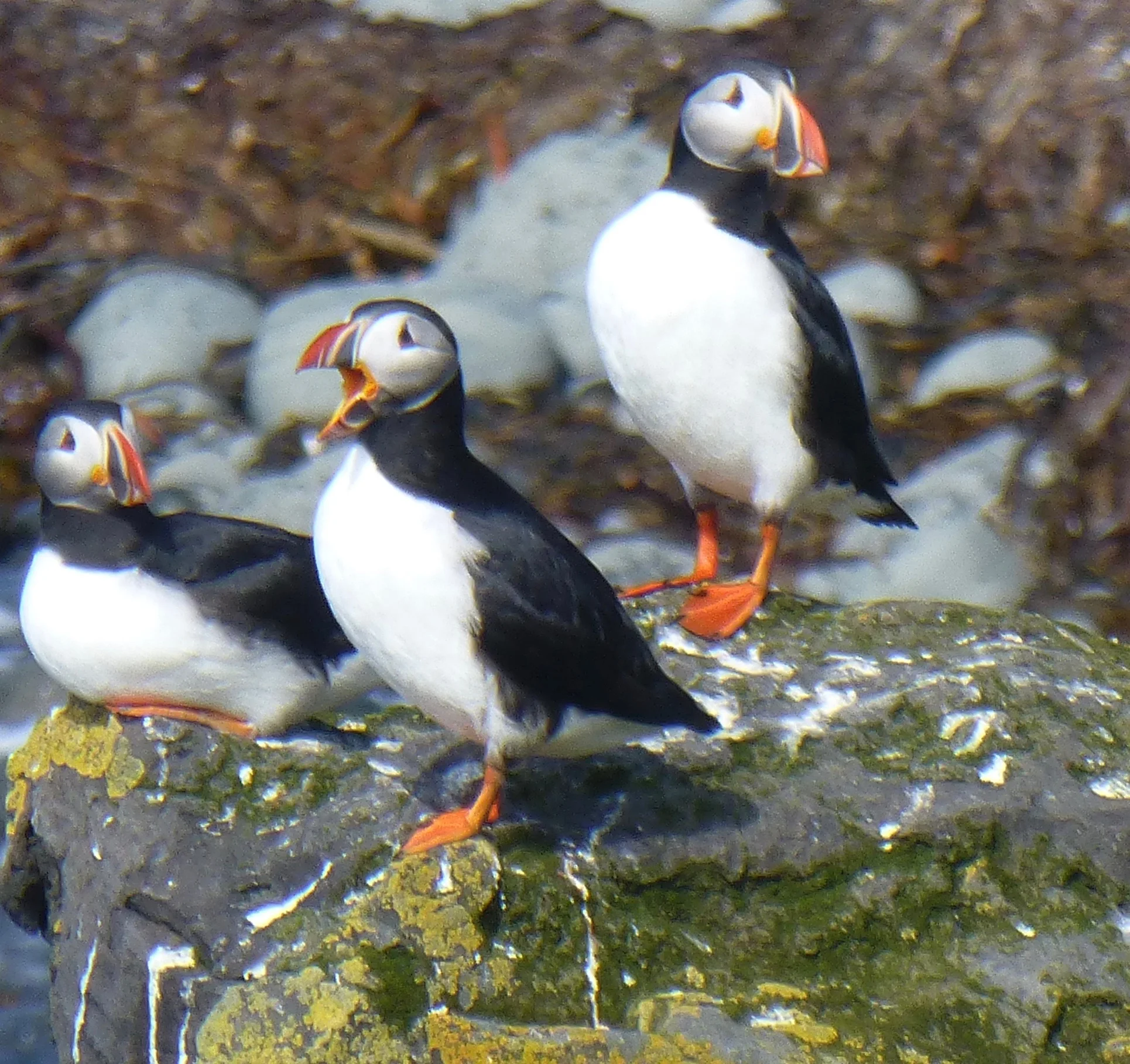 Puffins.jpg