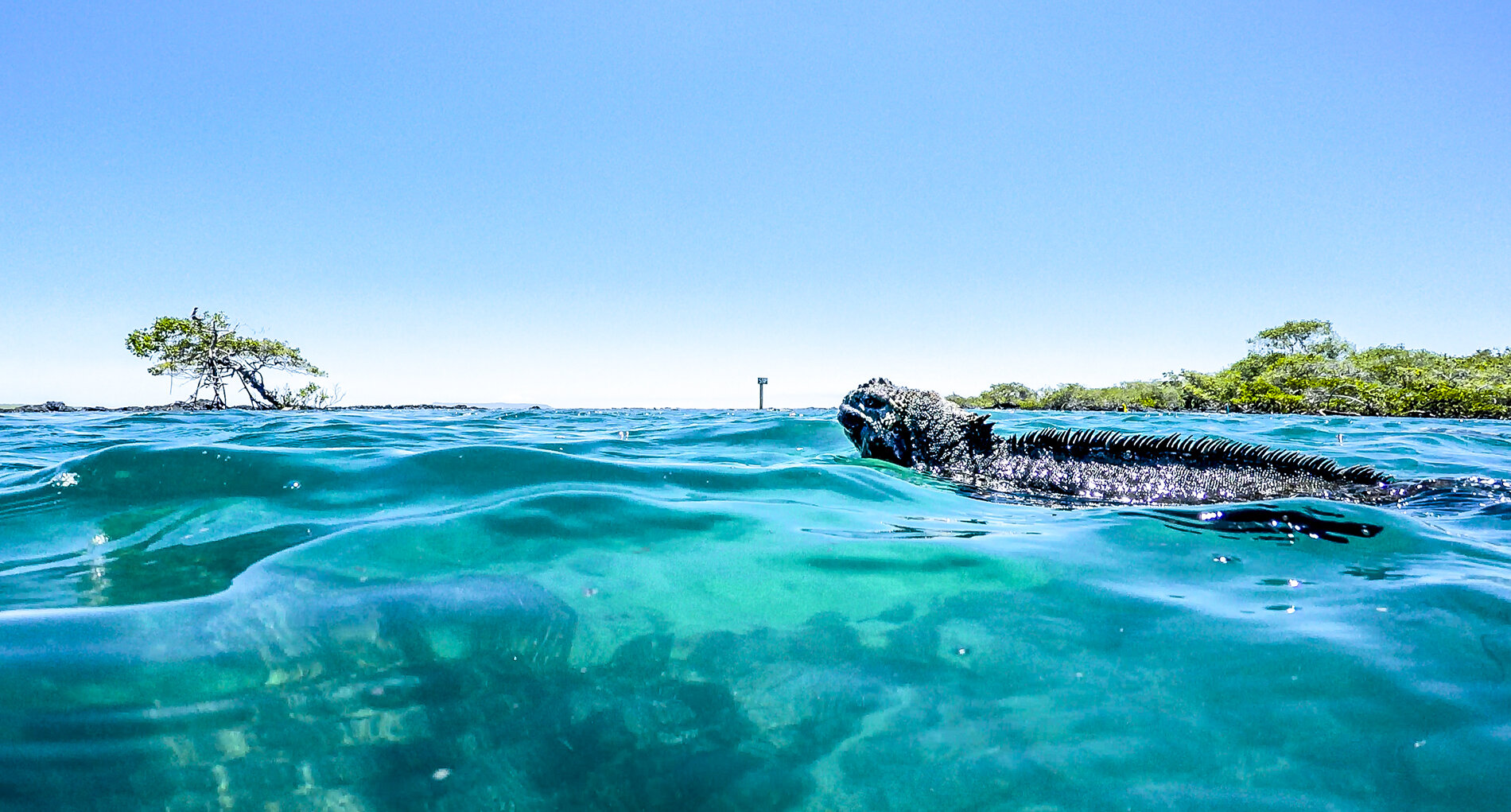 swimming iguana water level.jpg