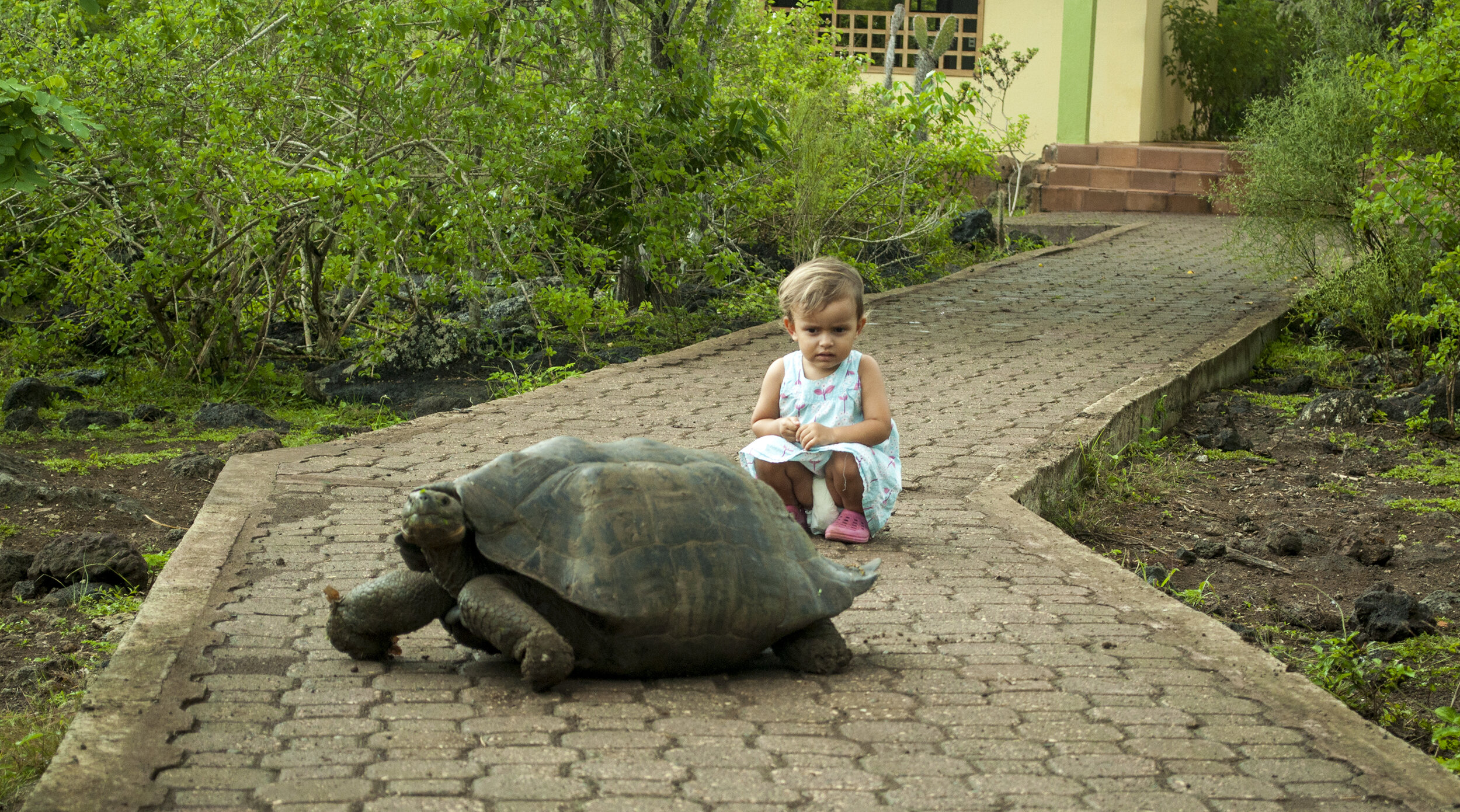 tortoise contemplation2880.jpg