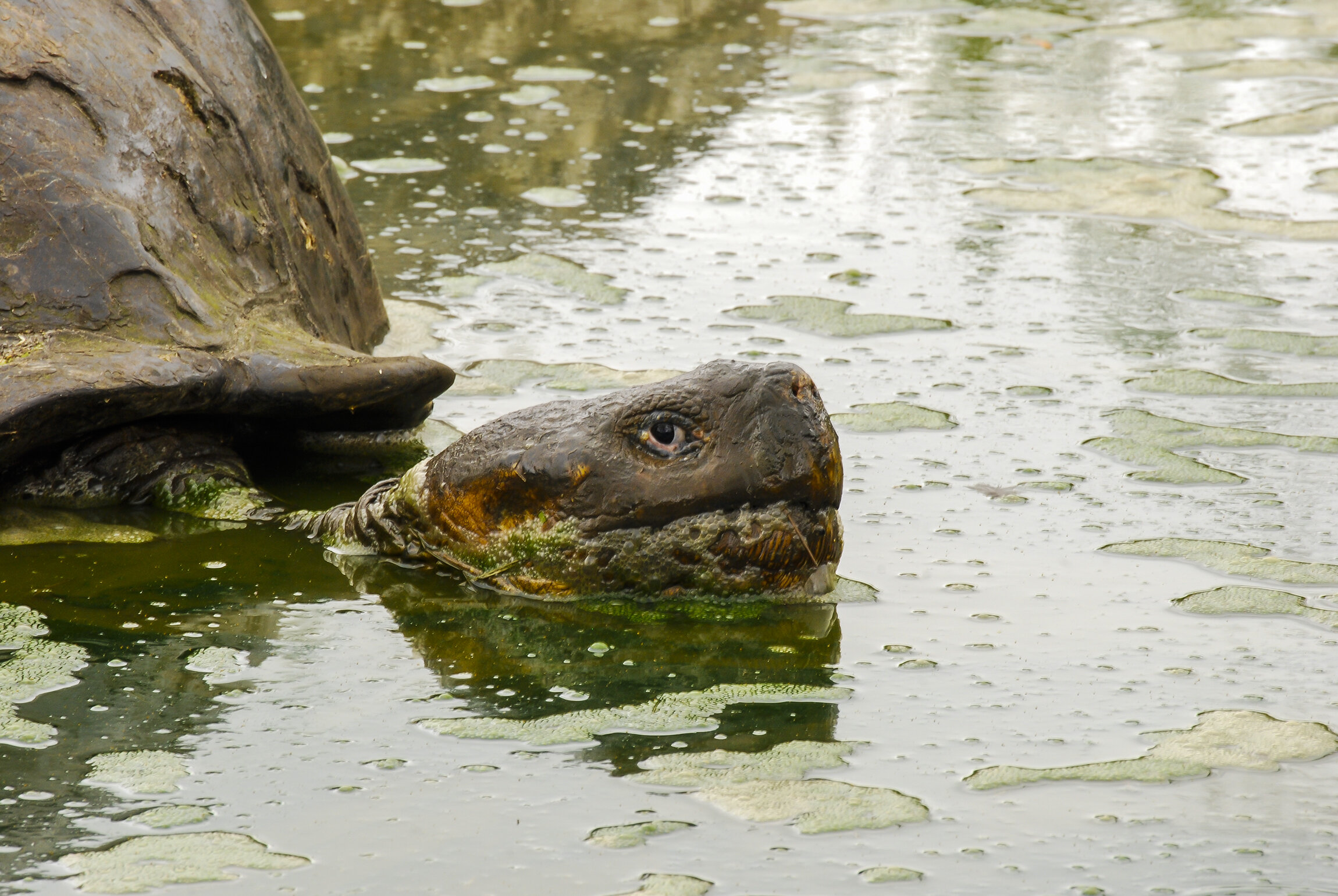 rancho primicias - tortuga in water closeup.jpg