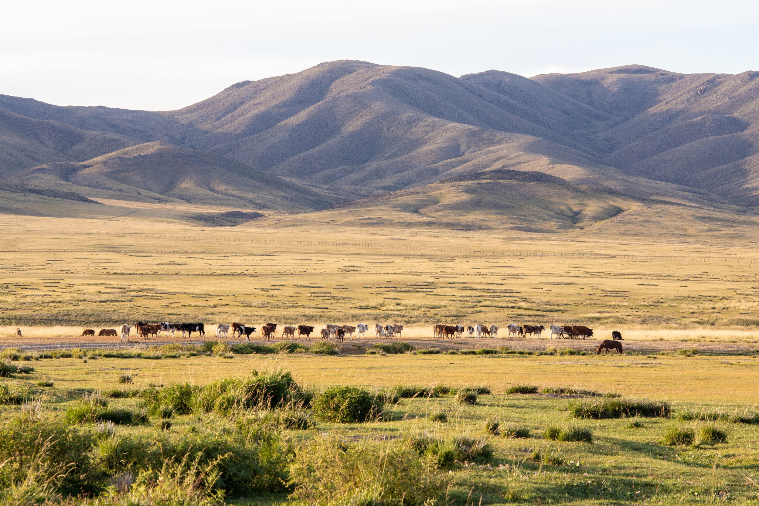 Mongolia--288-2.jpg