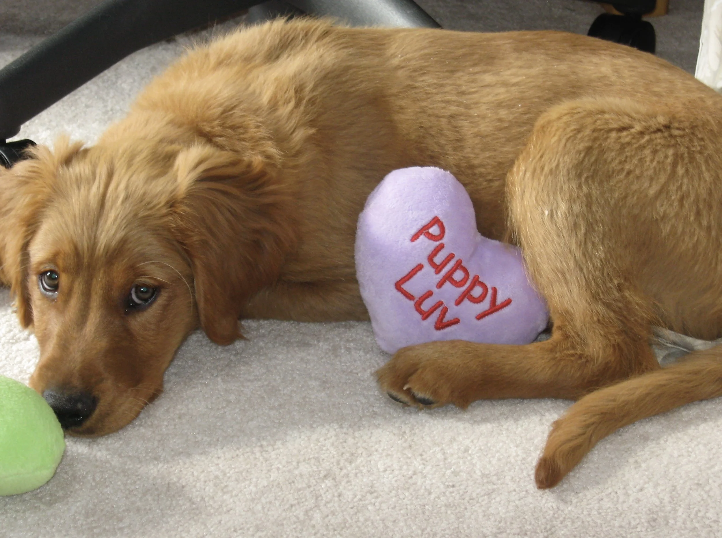 Copper’s first Valentine’s Day