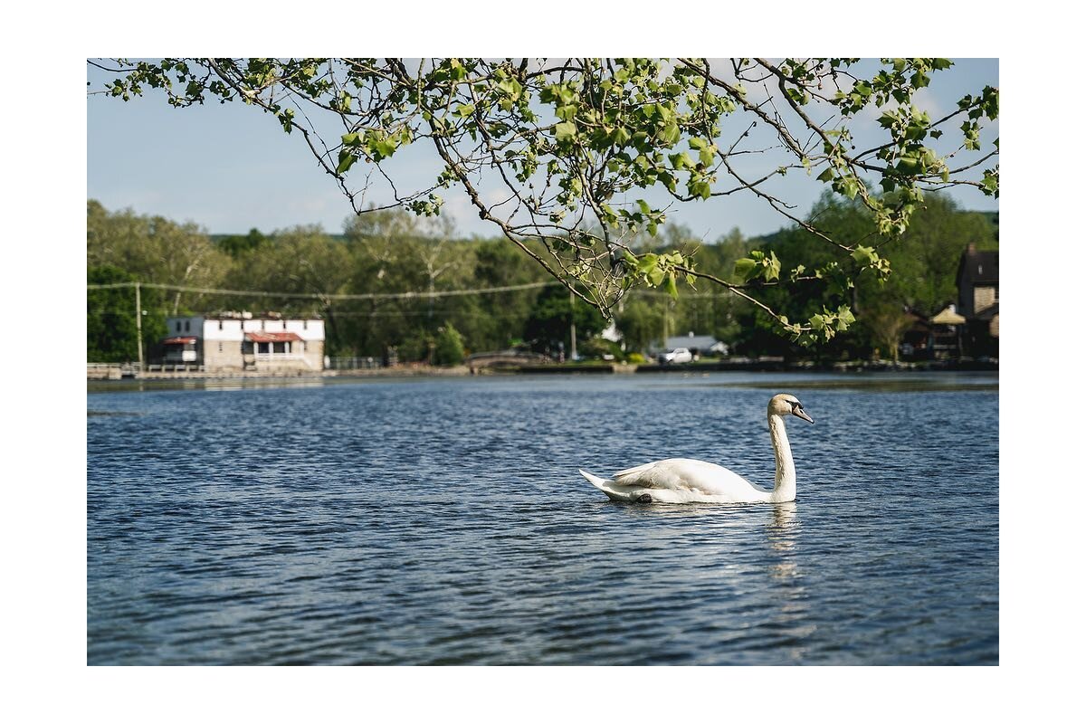 A swan has made a home on Children&rsquo;s Lake.
.
.
.
.
.
#boilingsprings #boilingspringspa #cumberlandcountypa #founditincv #cumberlandcounty #pennsylvania #pennsylvaniaisbeautiful #childrenslake #lake #landscape #landscapelover #earthpix #earthoff