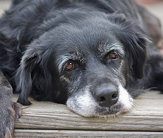 Senior Dog Photo 4.jpg