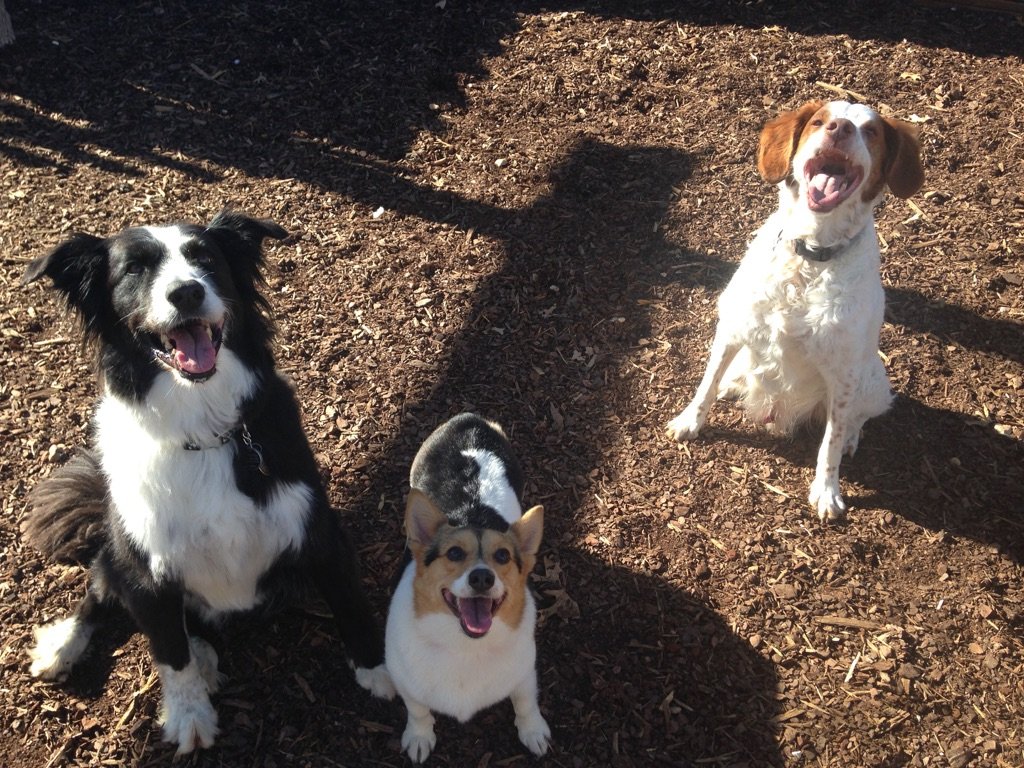 Daycare Dogs.jpg