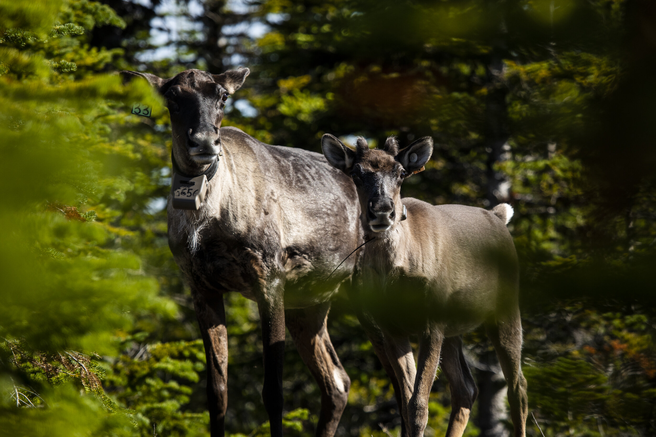 CARIBOU HOMELAND — Caribou Rainforest