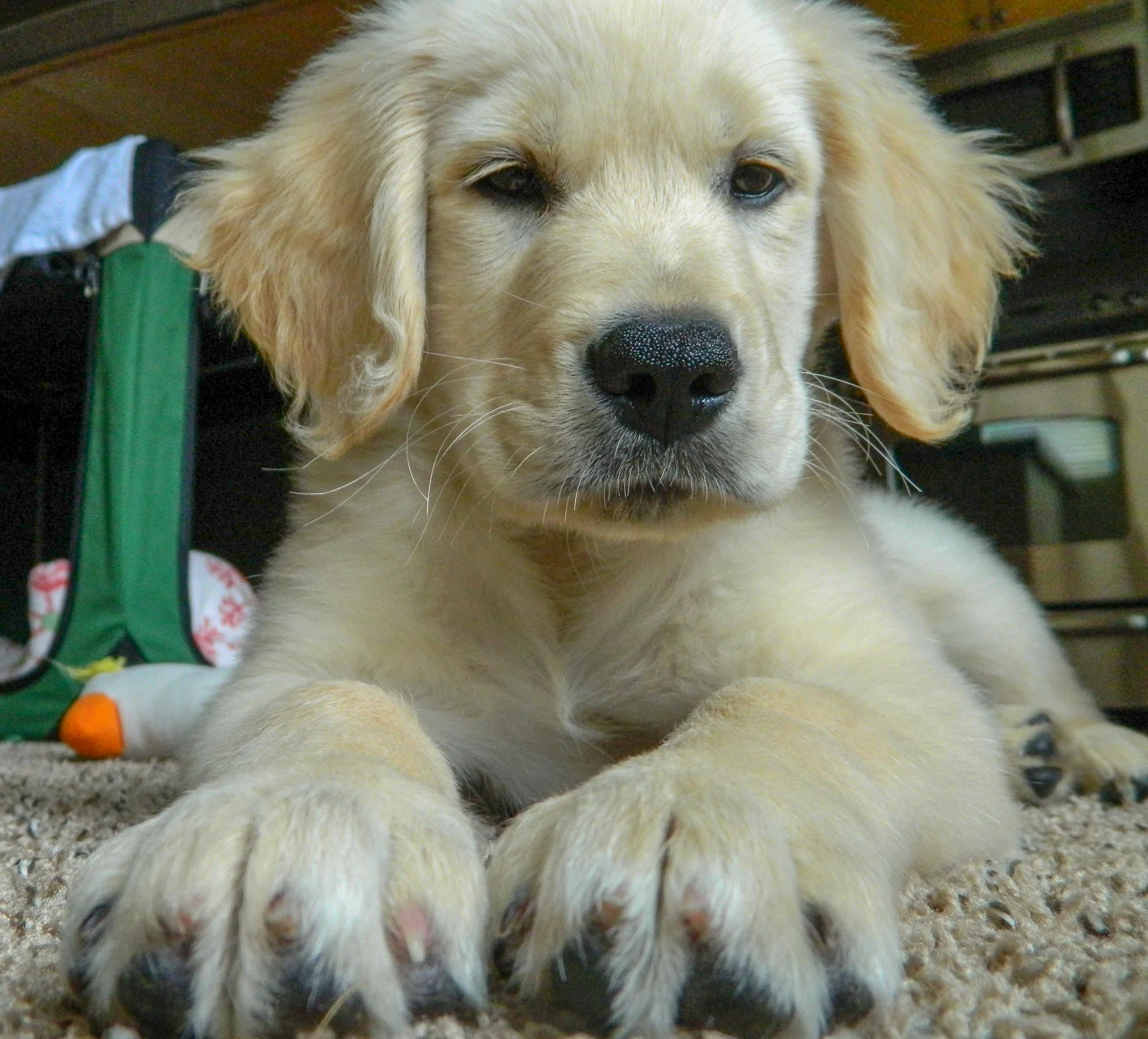 Archer’s first week at home.