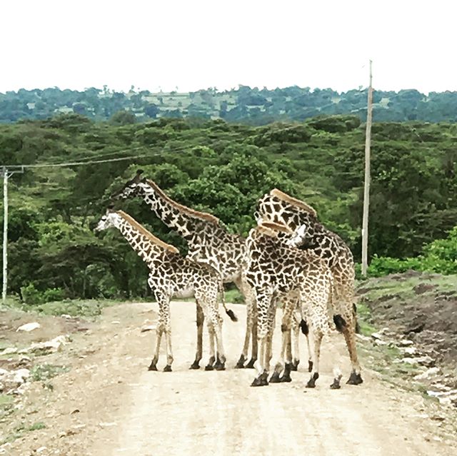 Game drives never get old #safari #serengeti #africa #hoggingtheroadgiraffestyle #kingofthejungle #dontpissoffthehippos #tripofalifetime