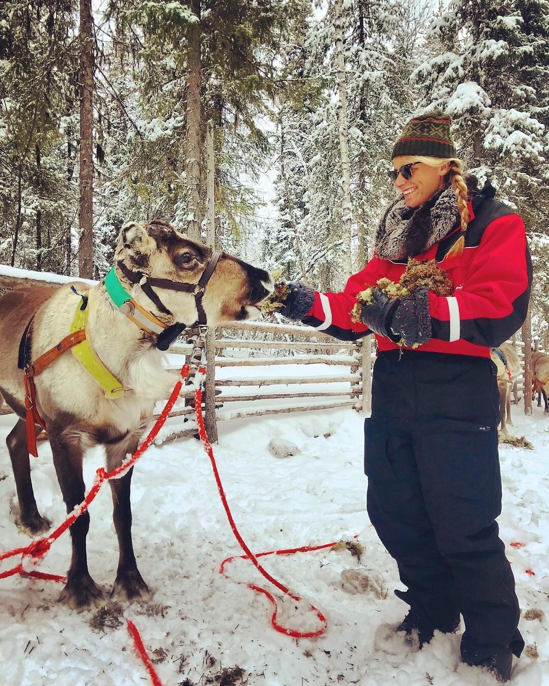 Finland- Reindeer in Lapland.jpeg