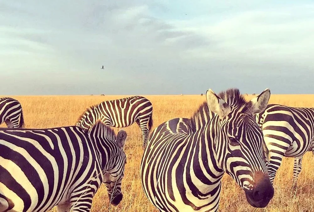 zebra.jpg