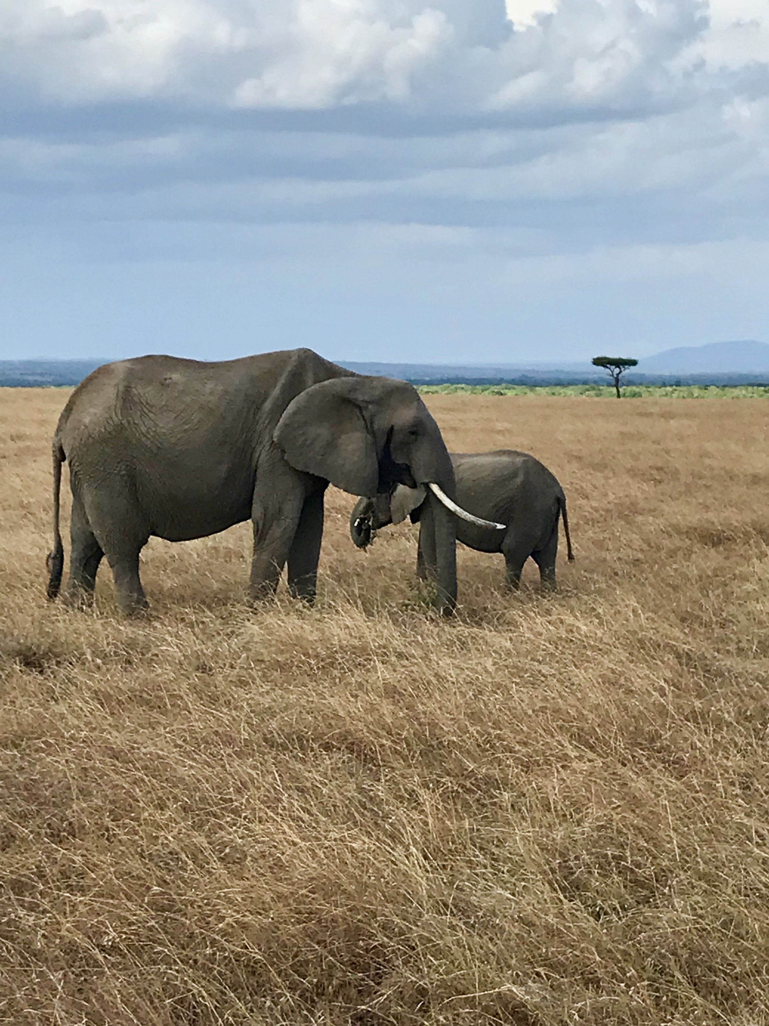 22-+elephants-+mara+safari.jpg
