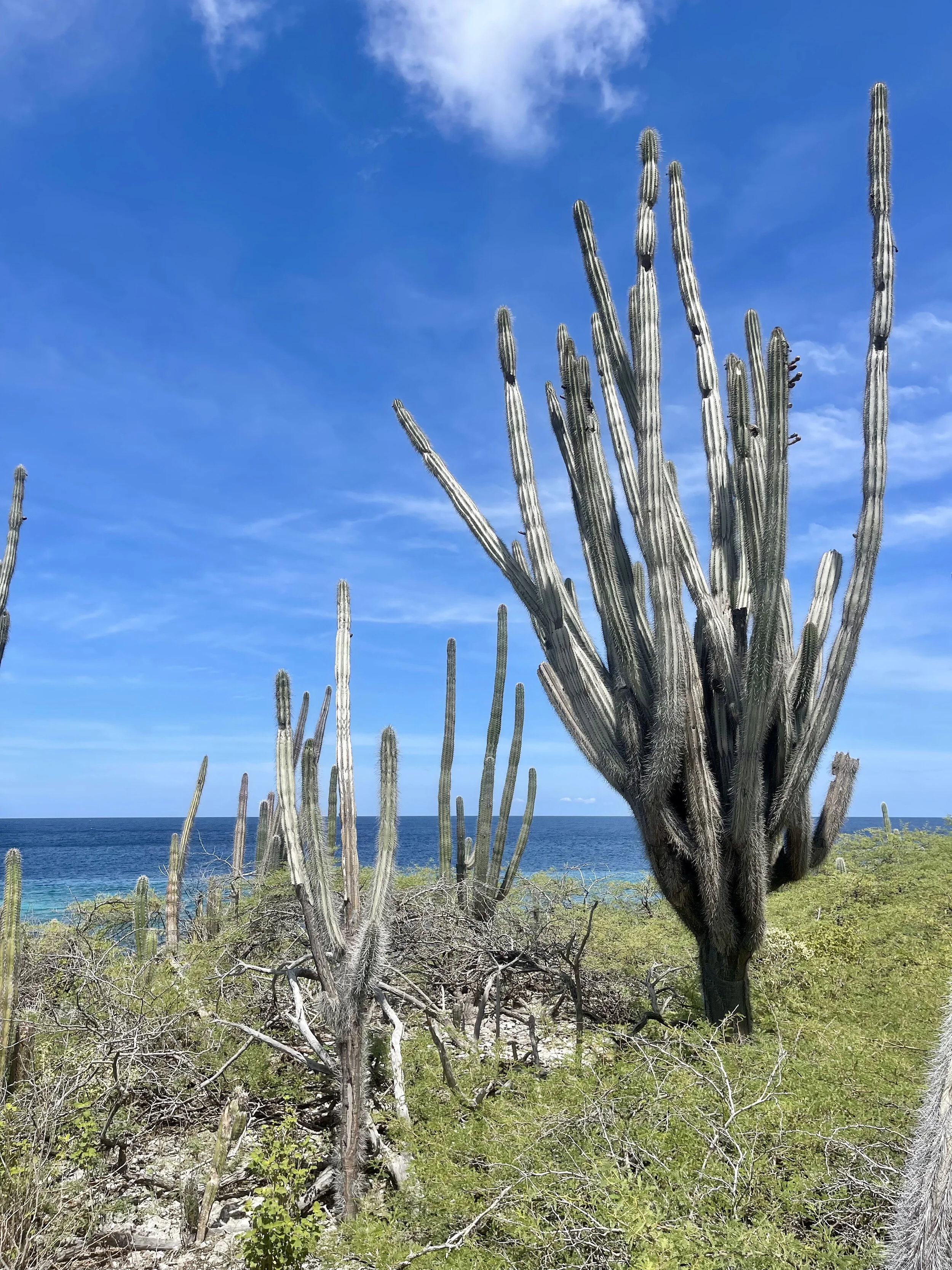 cactus at washington-slagbai.jpeg