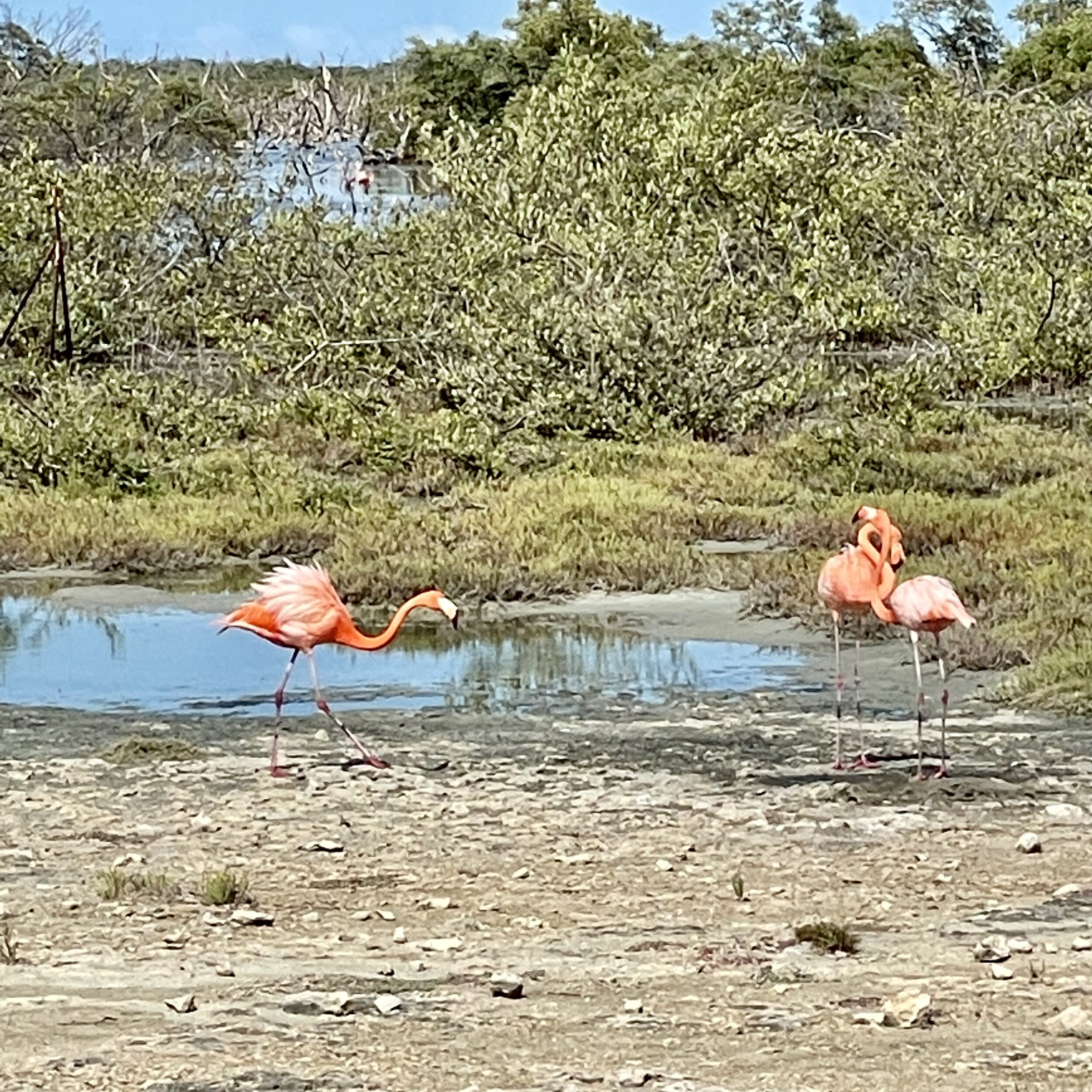 Flamingos in Bonaire.jpeg