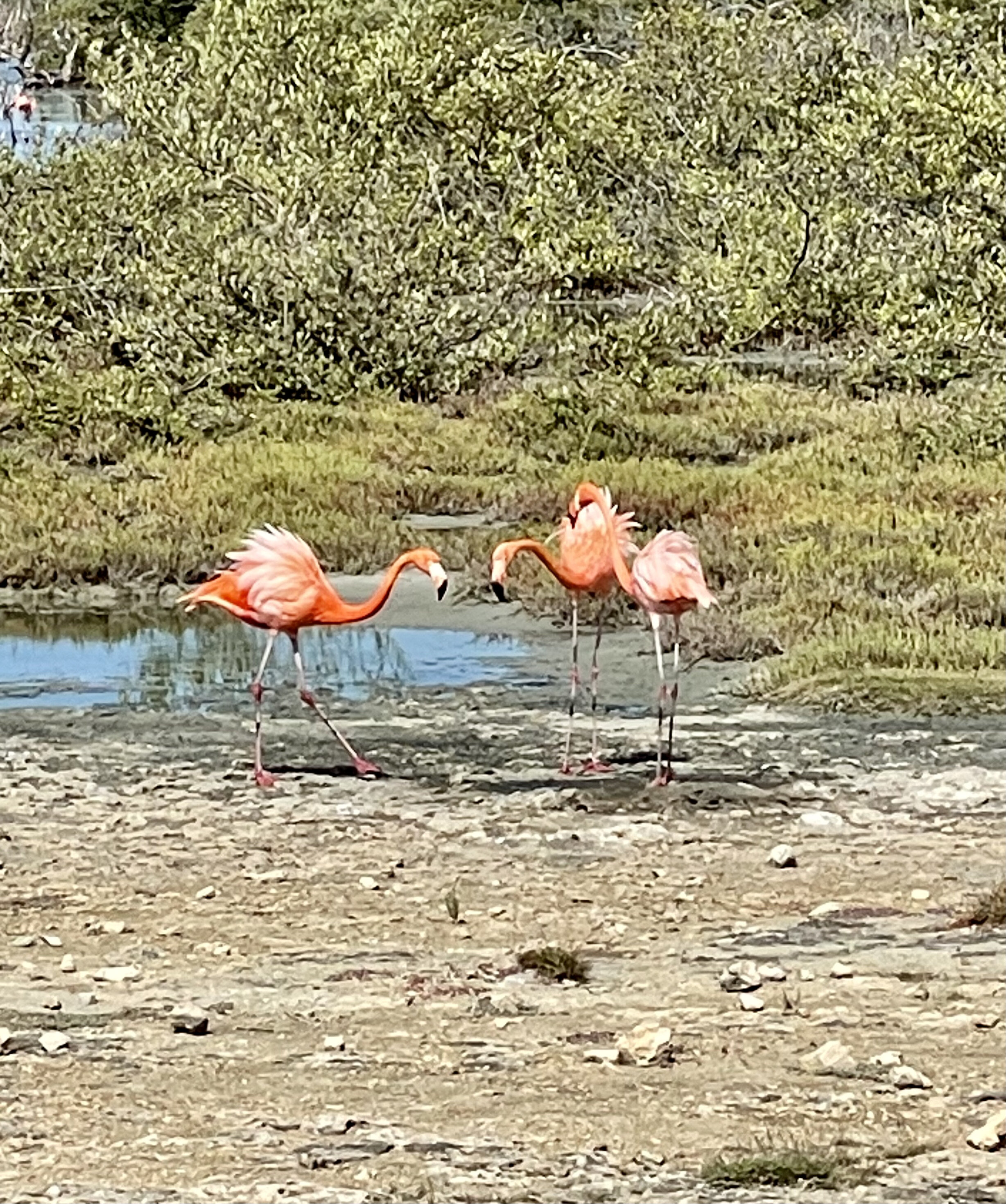 more Flamingos in Bonaire.jpeg