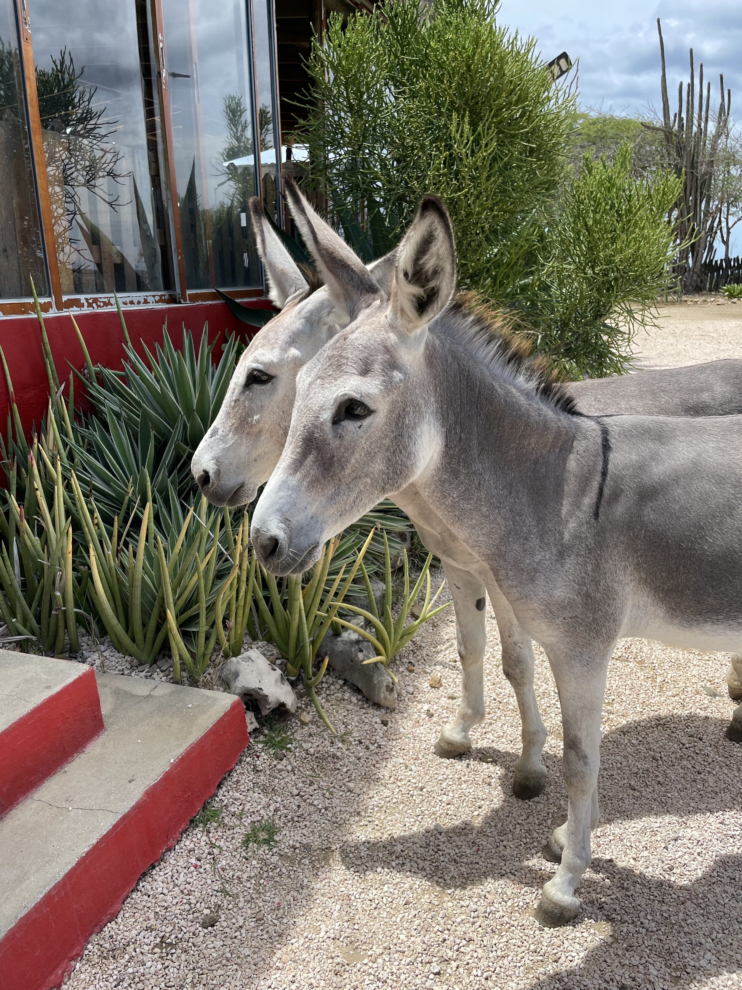 Wild donkeys await outside Posada Para Mira.jpeg