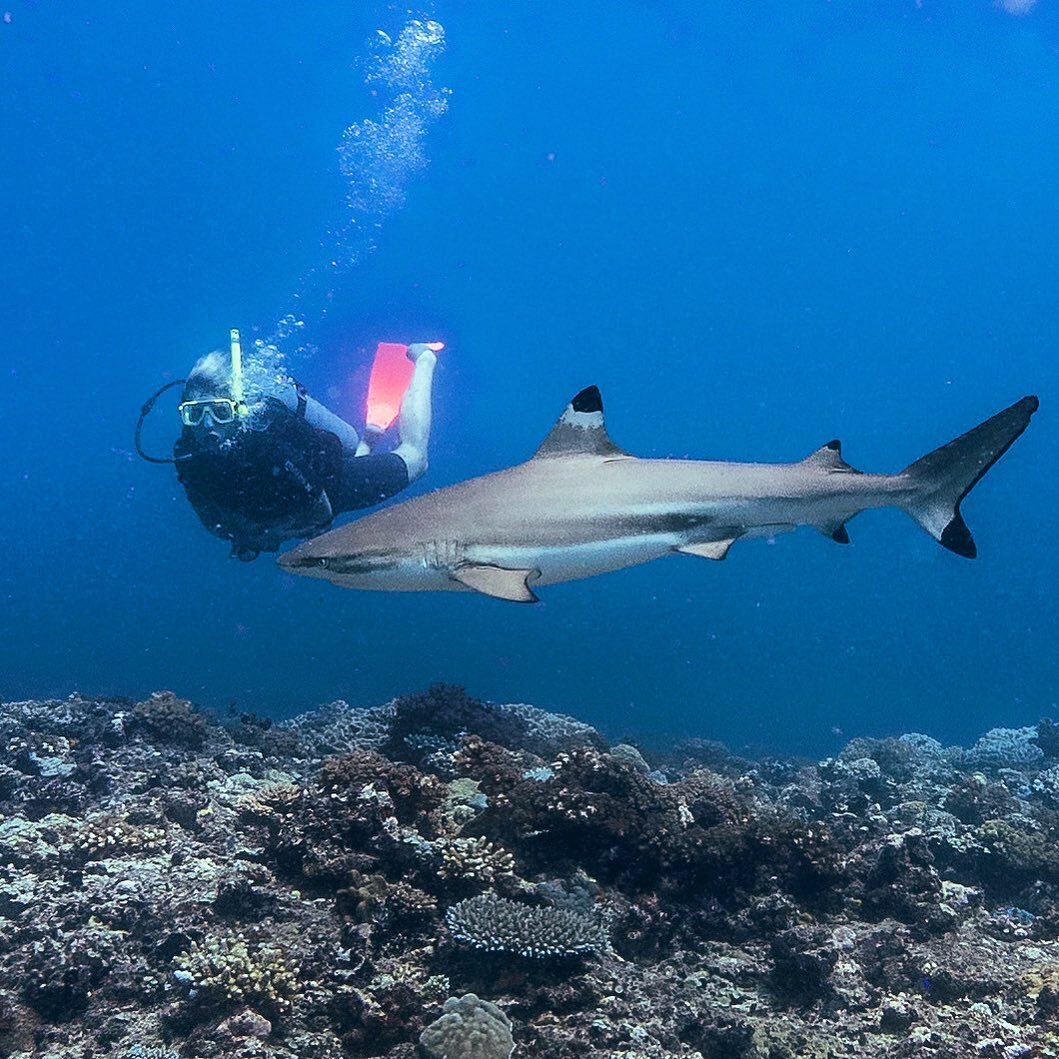 made a new friend! 🦈🇫🇯 #bulaa 📸👑 @kotravellers