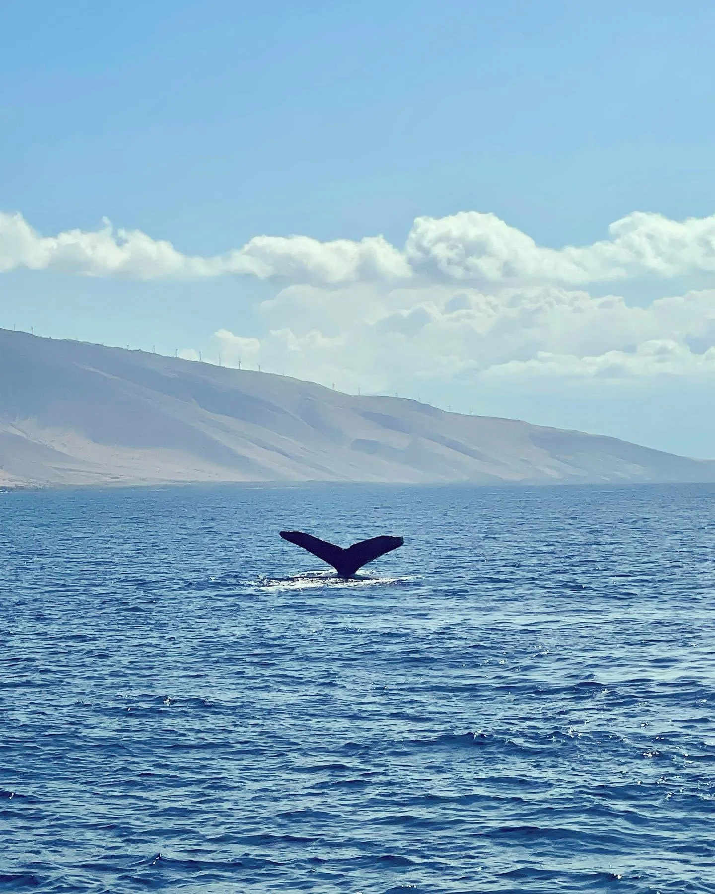 A whale_s tale spotted off the coast of Maui on tour with the PacWhale Eco Adventures.JPG