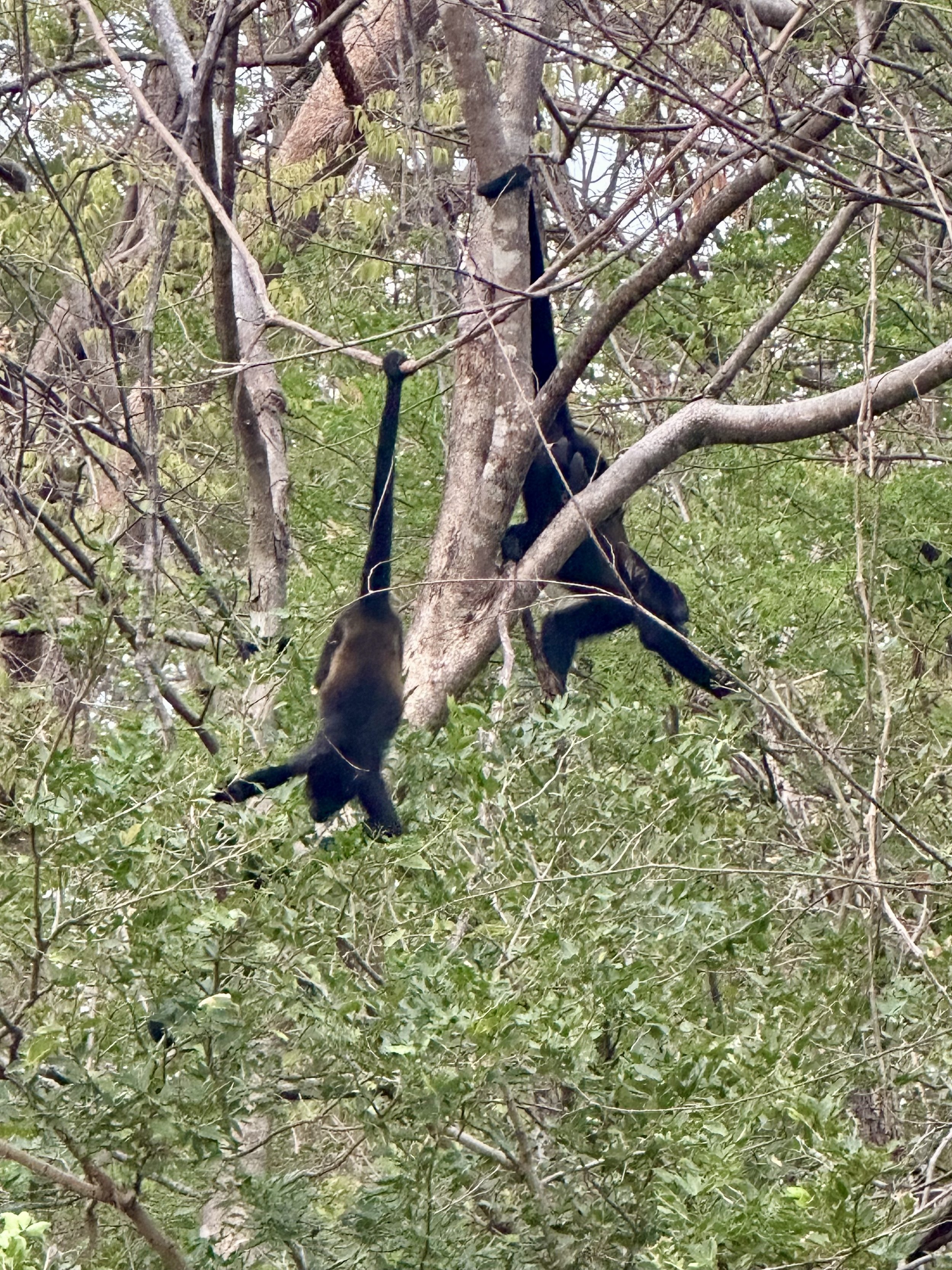 Howler monkeys hanging out on the W Costa Rica property.jpeg