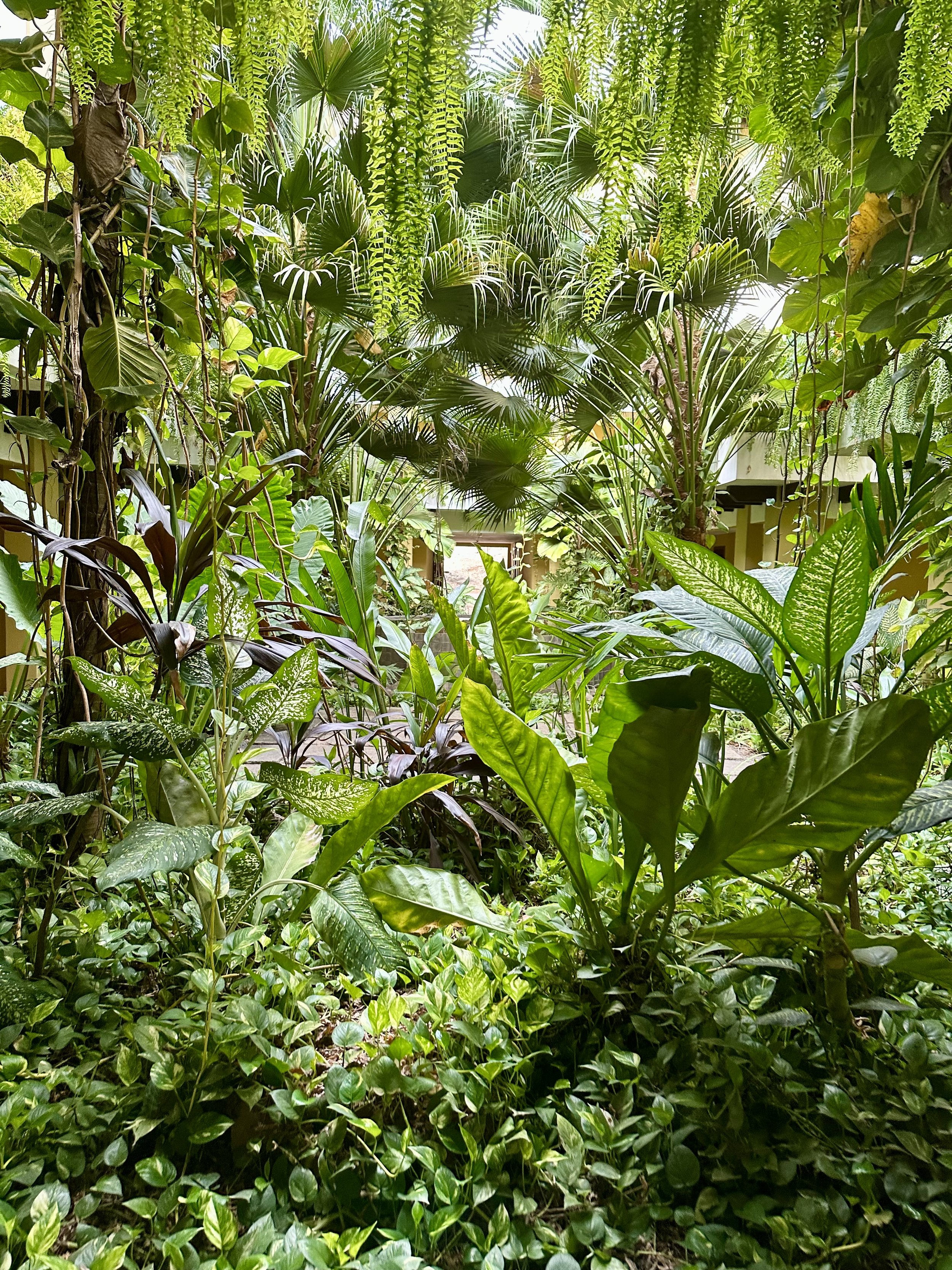 Lush jungle gardens abound within the Westin Reserva Conchal.jpeg